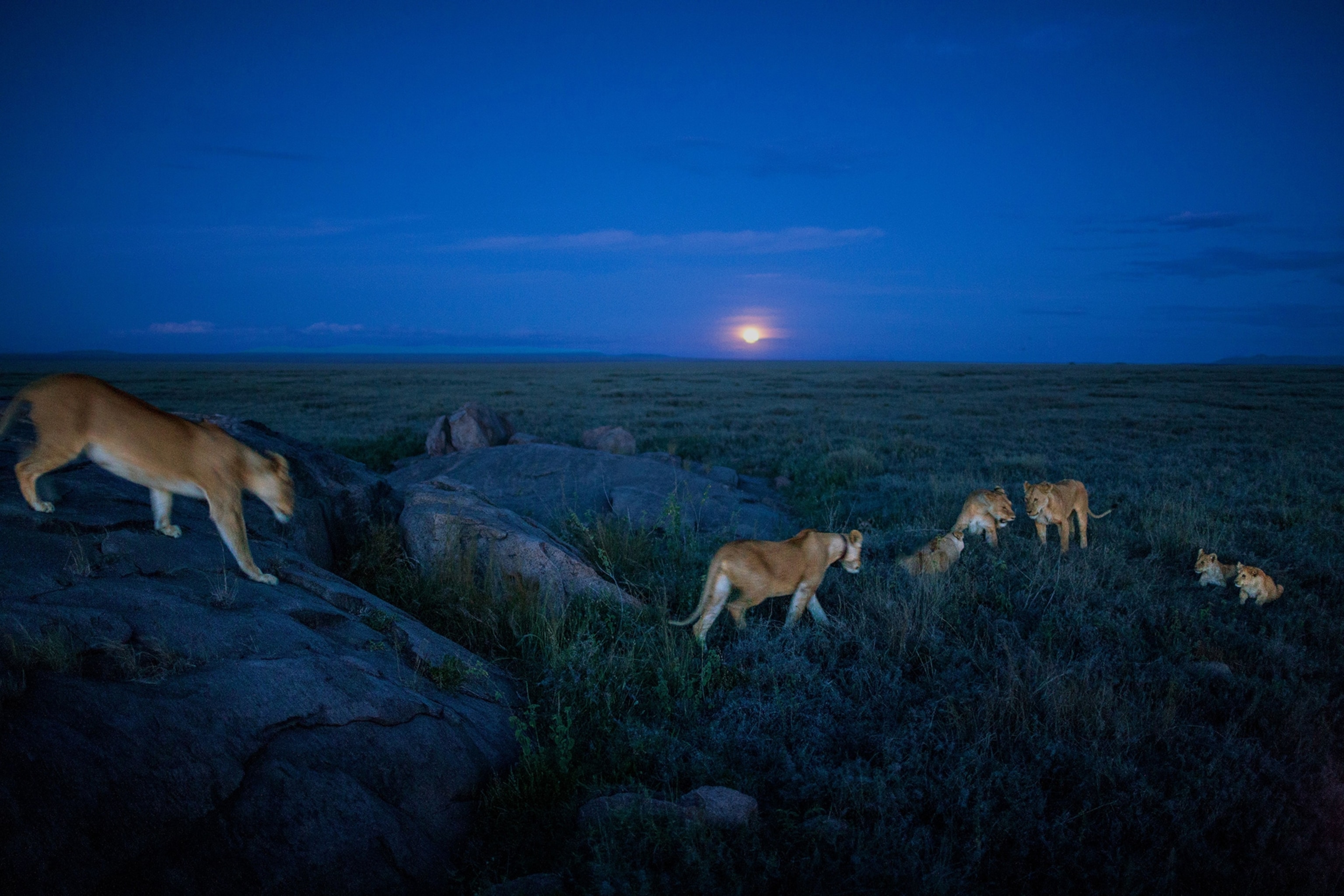a lion pride heading out for an evening hunt