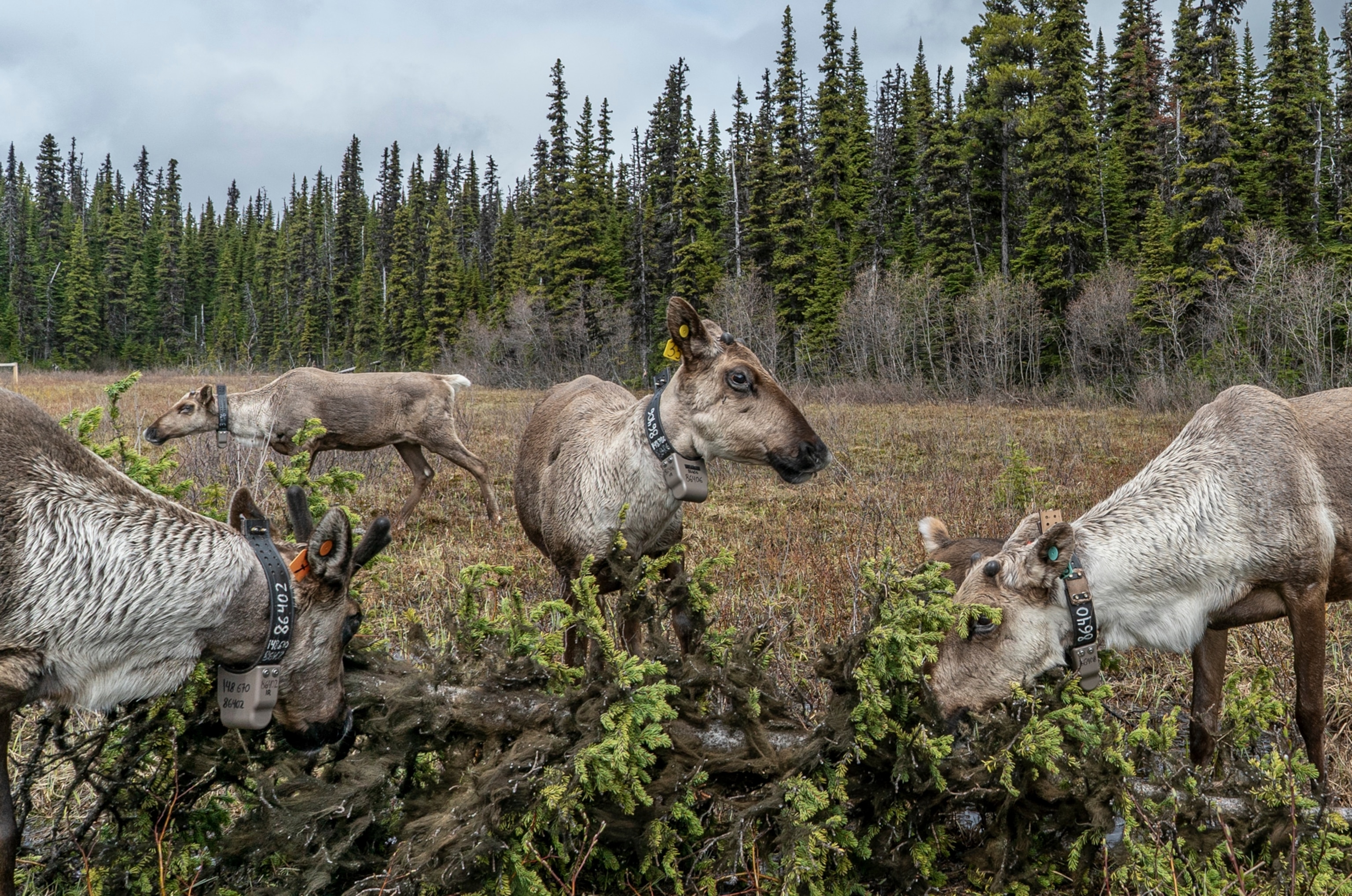 three female caribou with radio collars around their neck are eating a downed spruce tree in a large enclosed and forested field.