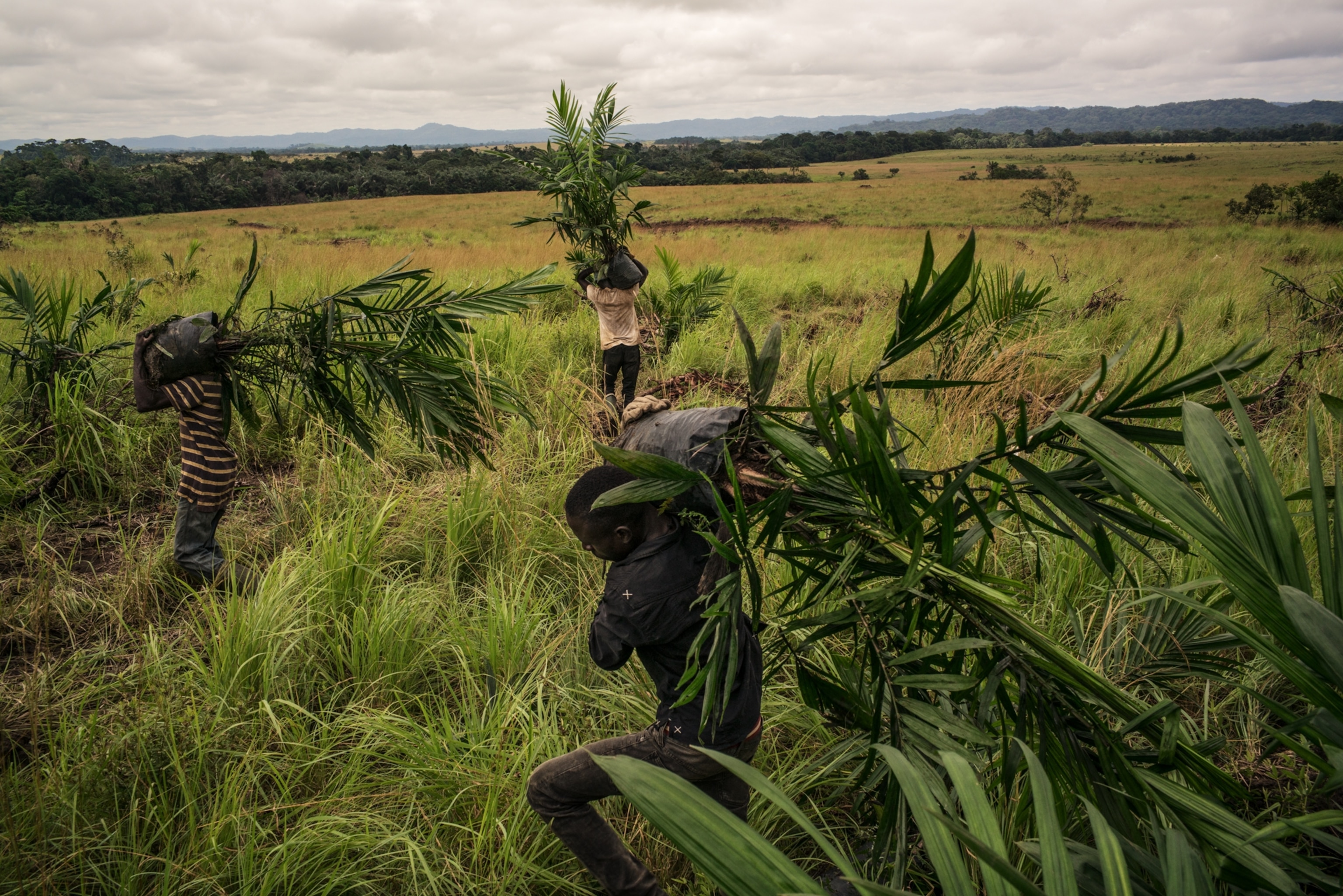 workers carring young oil palm plants to be planted