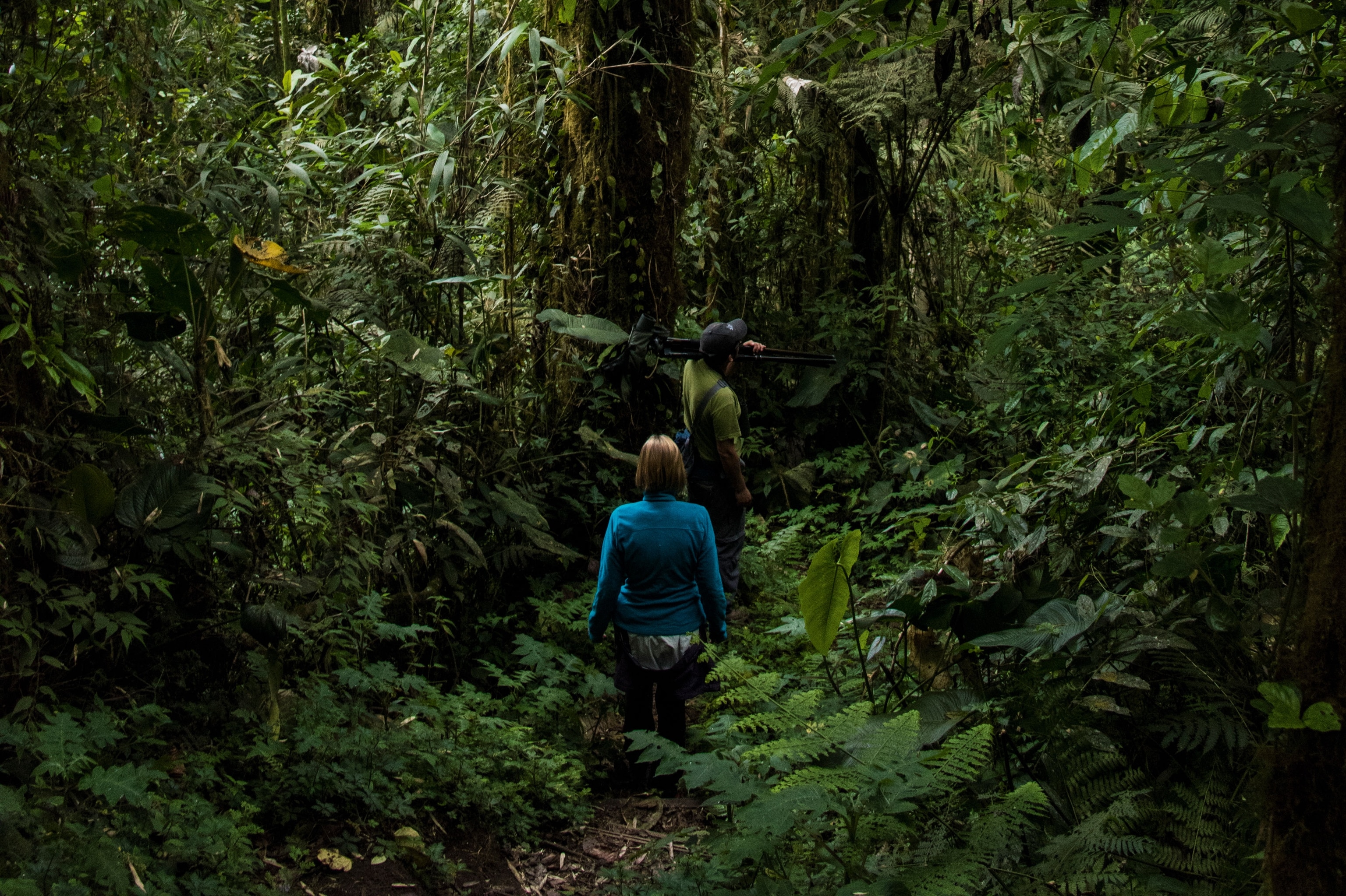 A hiker stood in cloud forest