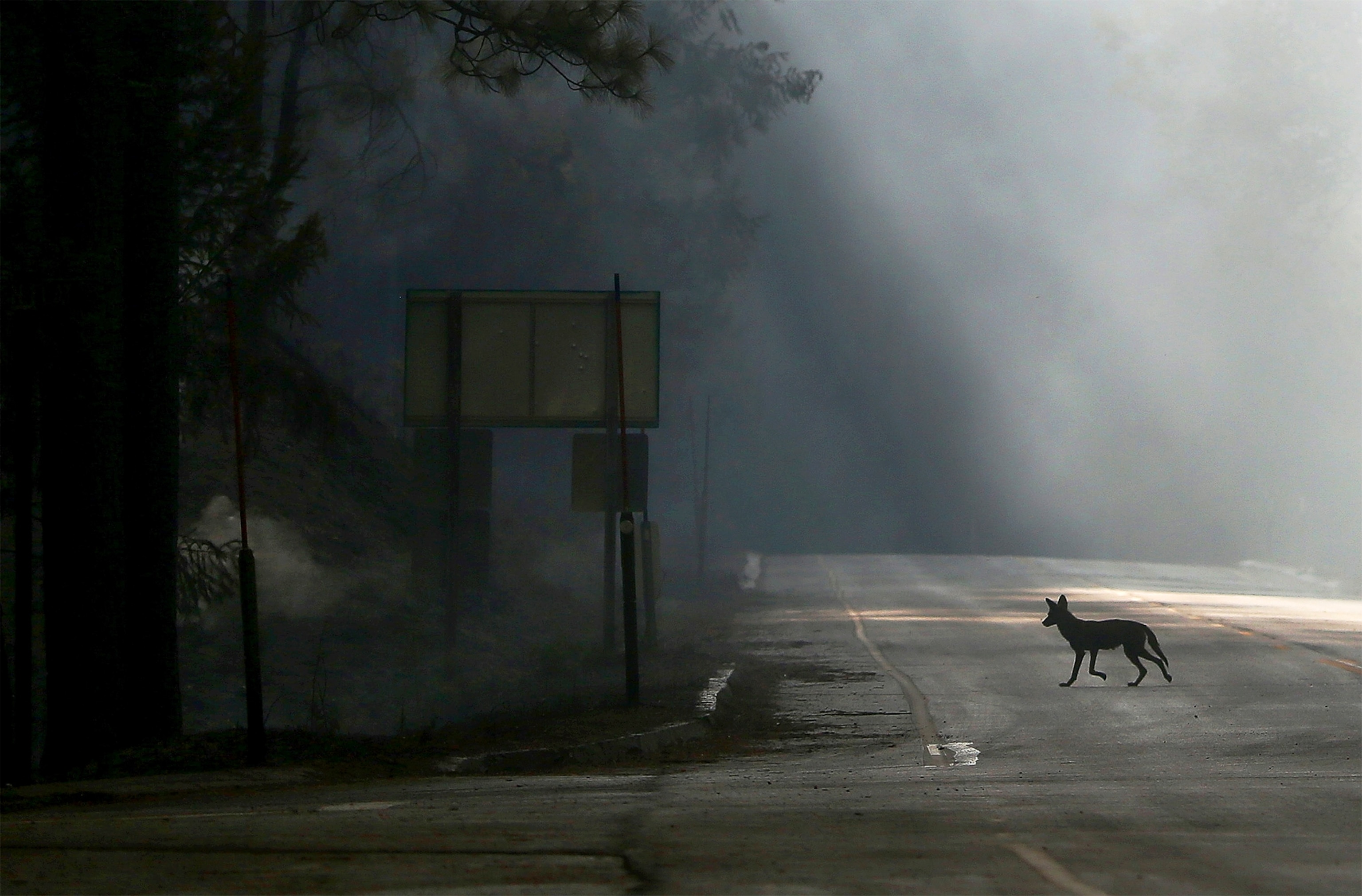 a cow walking among burning grass during the Rim Fire in Yosemite.