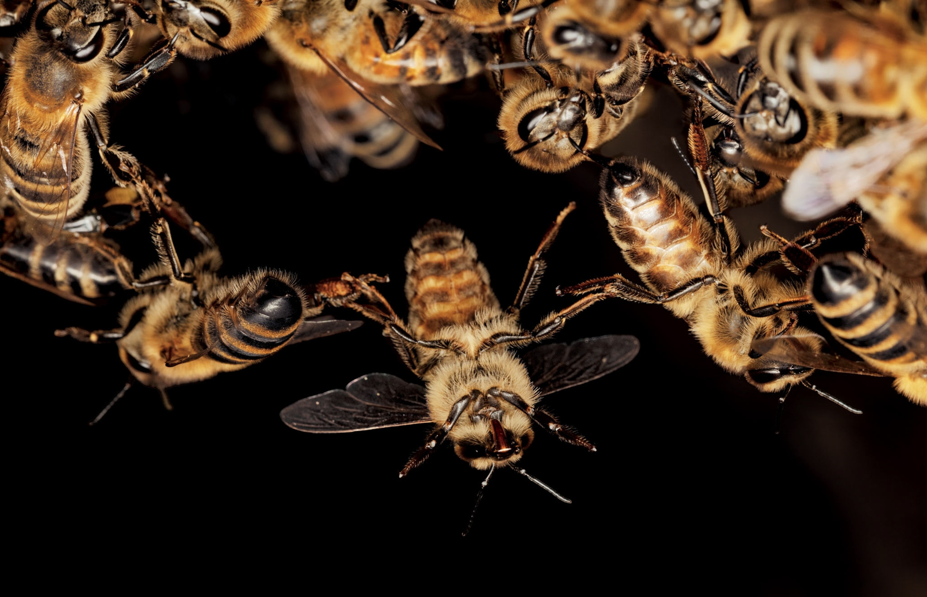 multiple bees being linked together by their legs