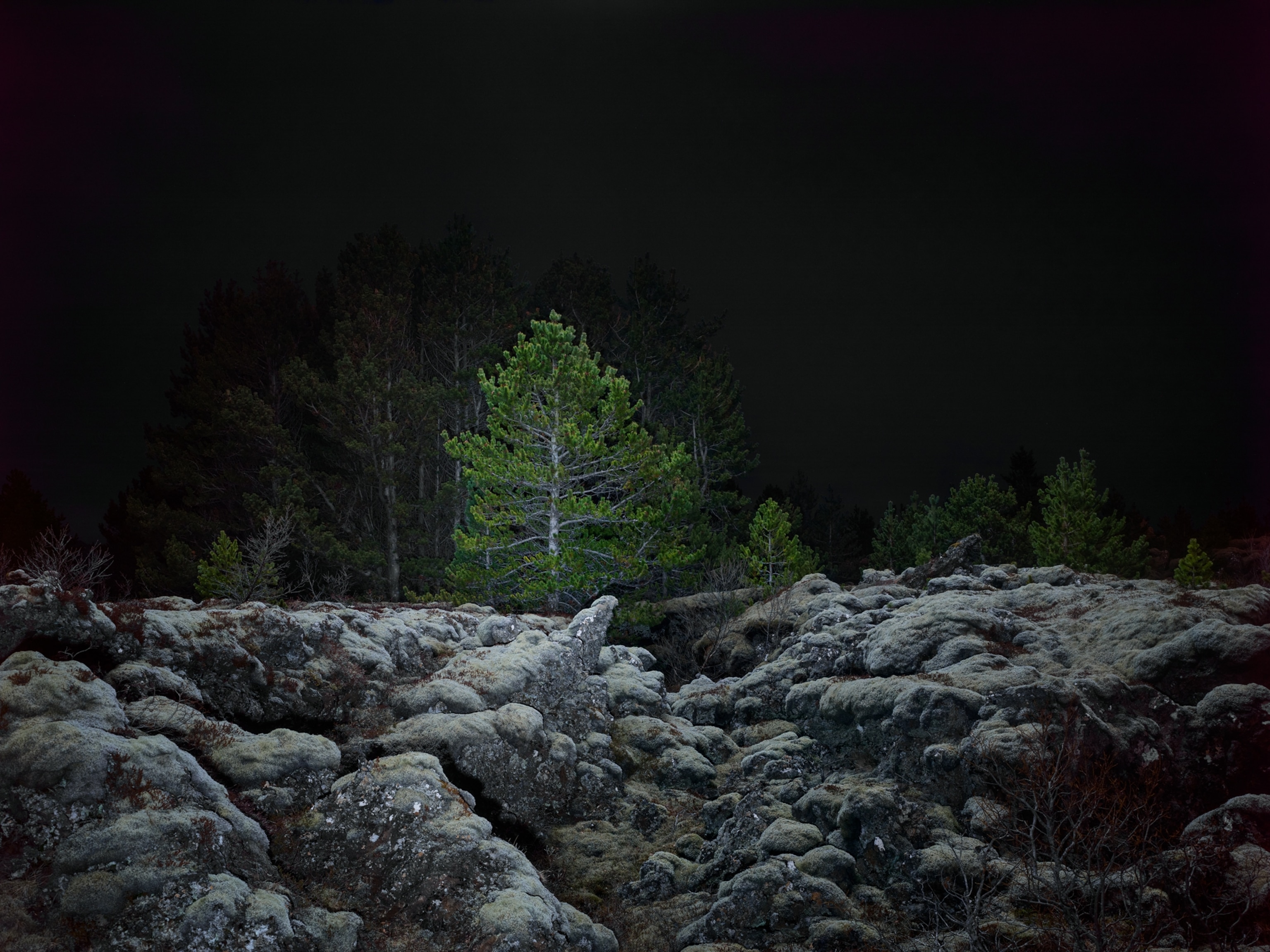 Lighting session on a bush along the road.