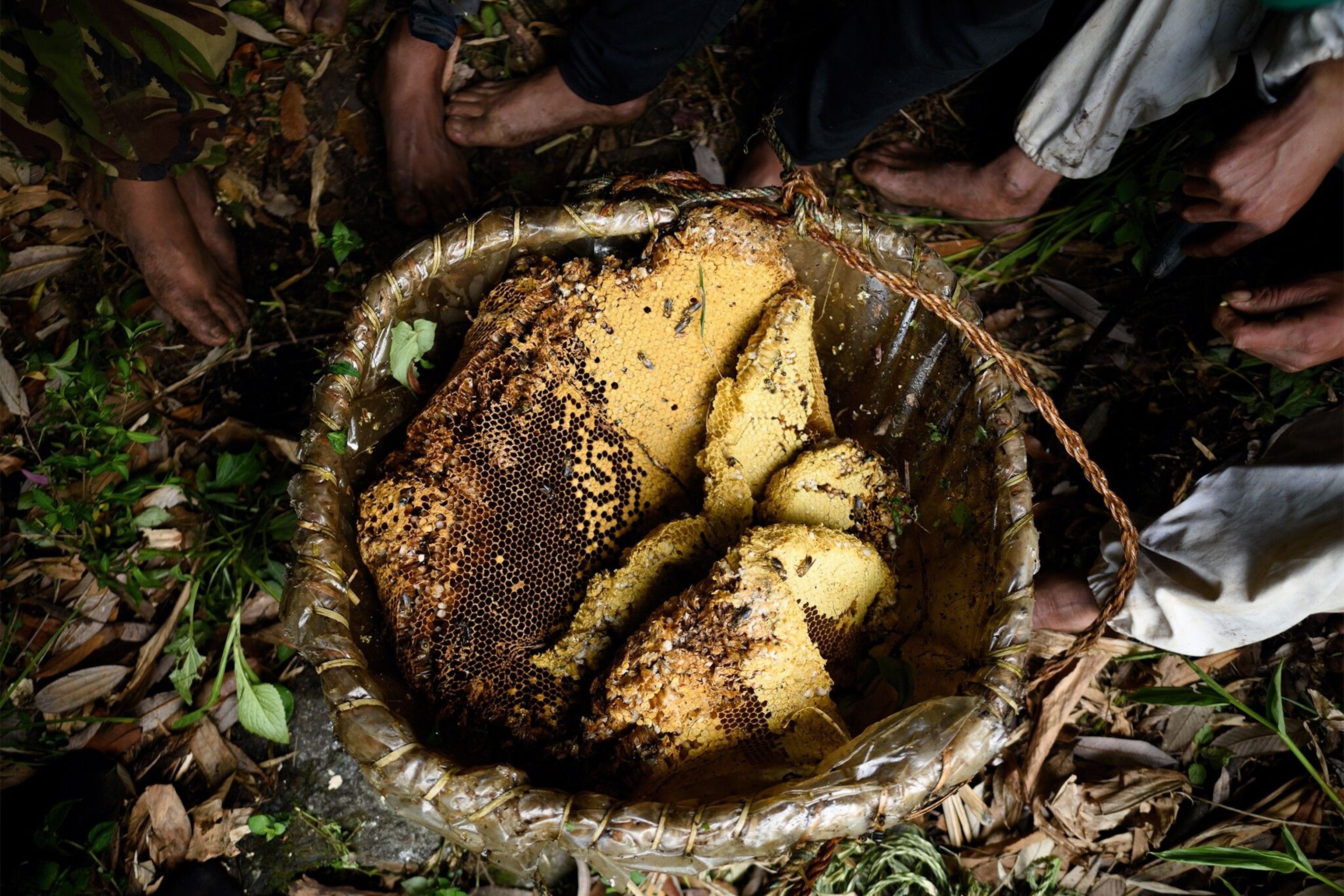 Sliced comb from the cliff, in a basket