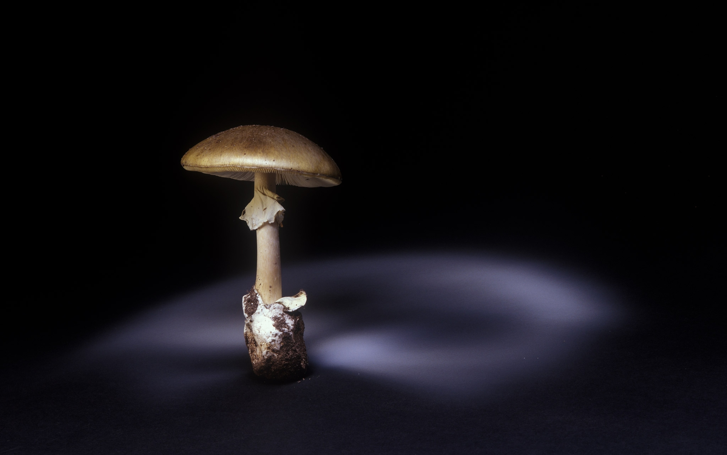 A soft light on a mushroom shows illustrates the spore pattern of the mushroom.