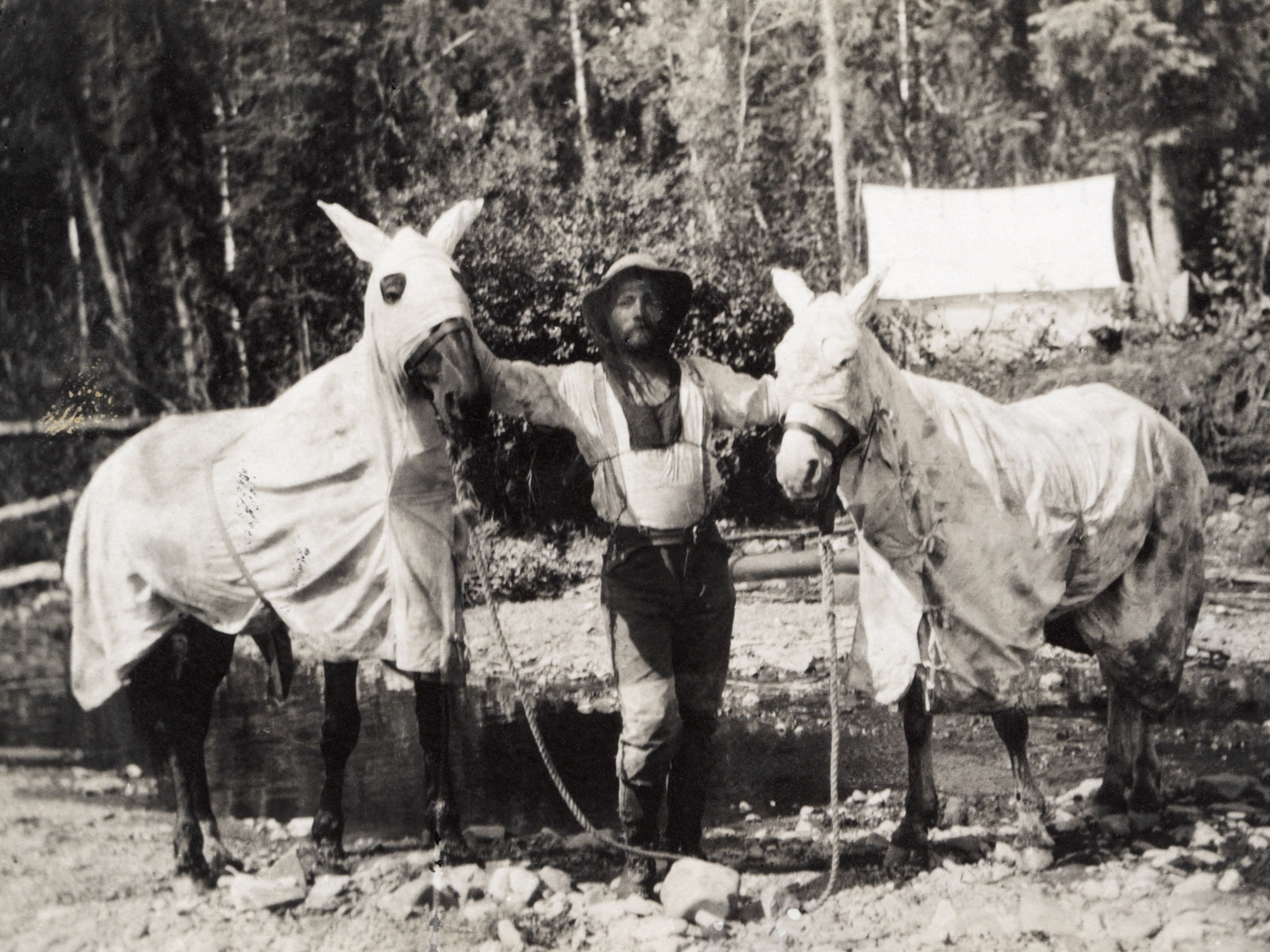 horses wearing mosquito net coverings
