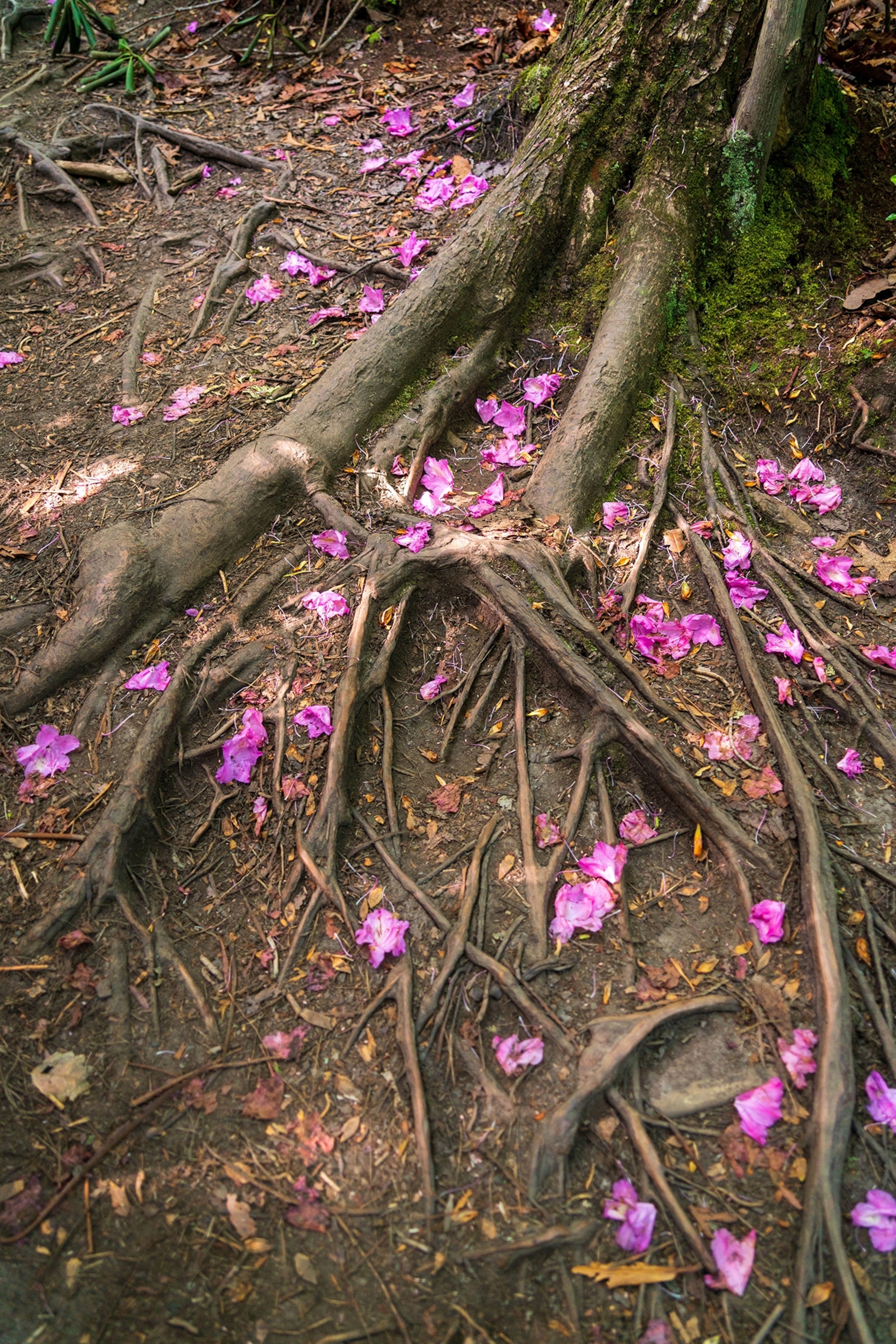 Flower Petals on the Forest Floor at New River Gorge National Park and Preserve.