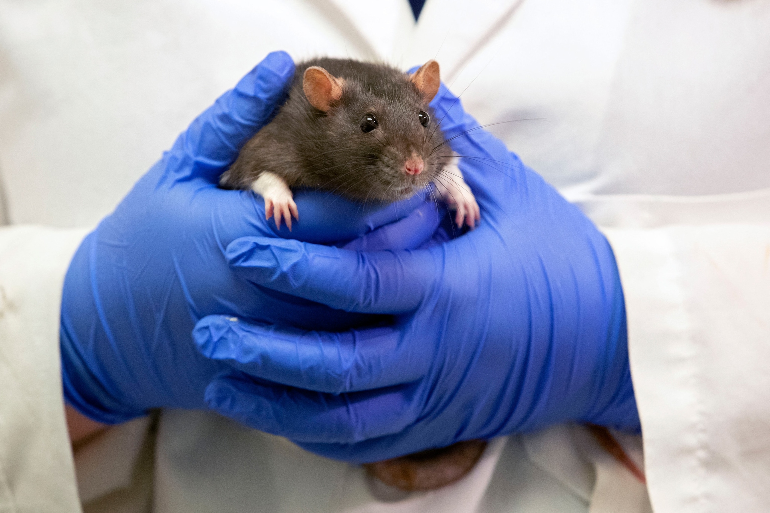Photo of person with blue gloves and white coat holding rat