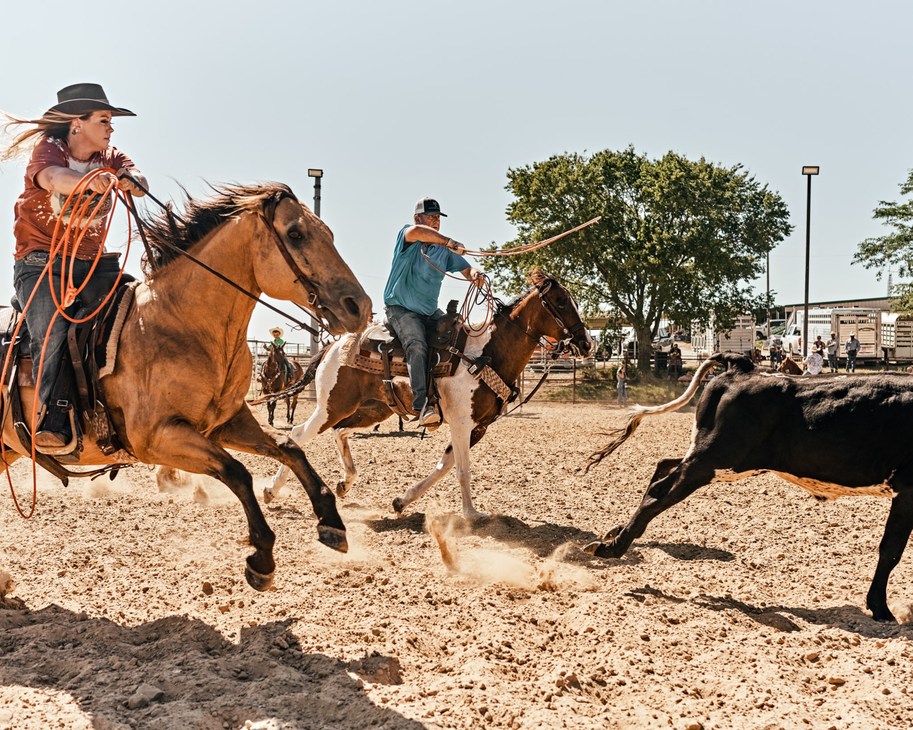 Roping a cow