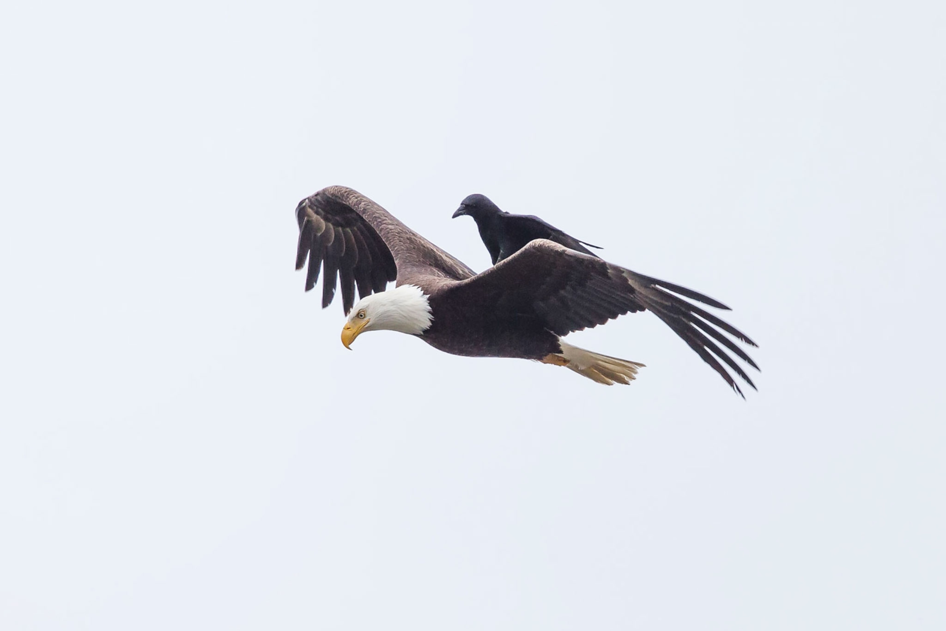 a crow landing on an eagle