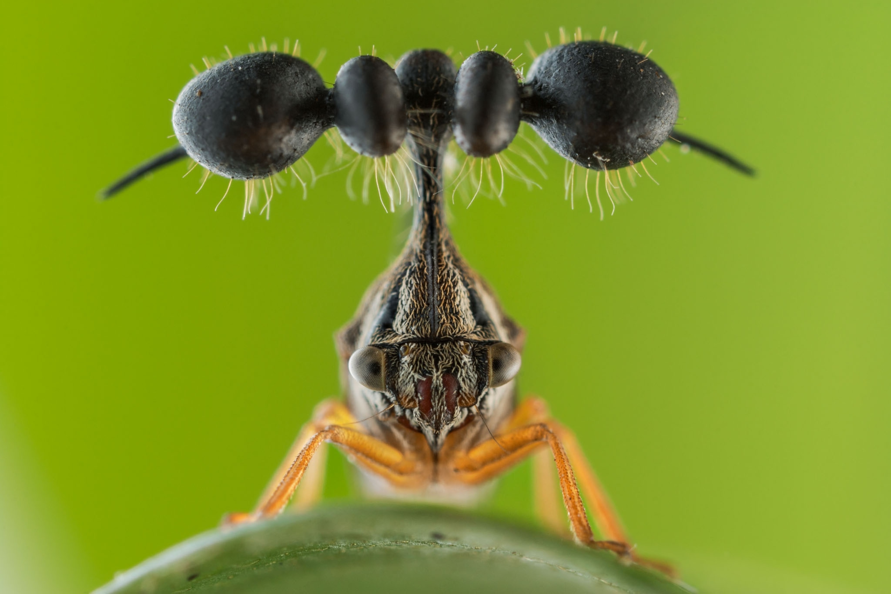 a treehopper on a green background