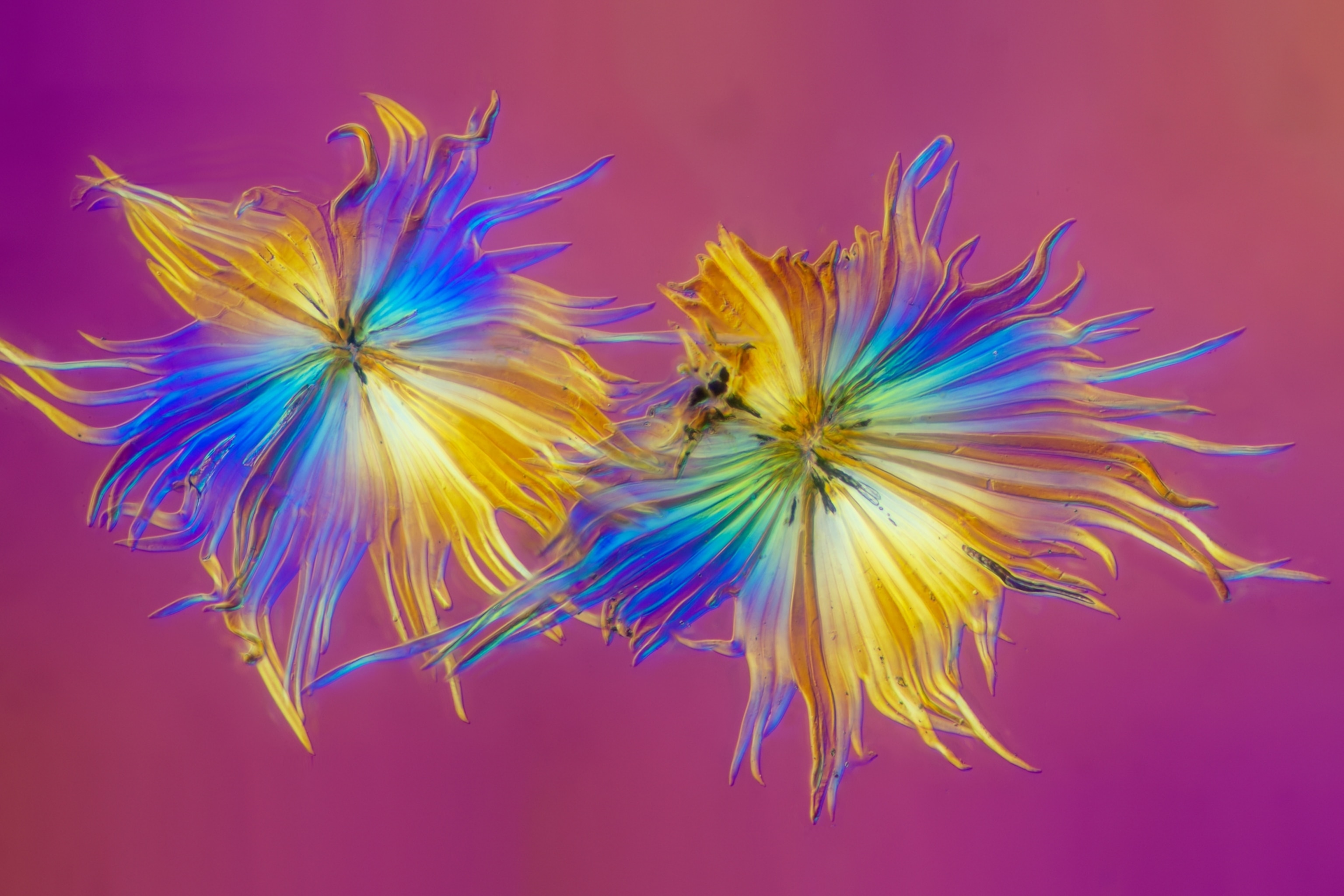 Two buckthorn trichome hairs, which look almost like two flowers with petals of varying hues of gold and blue