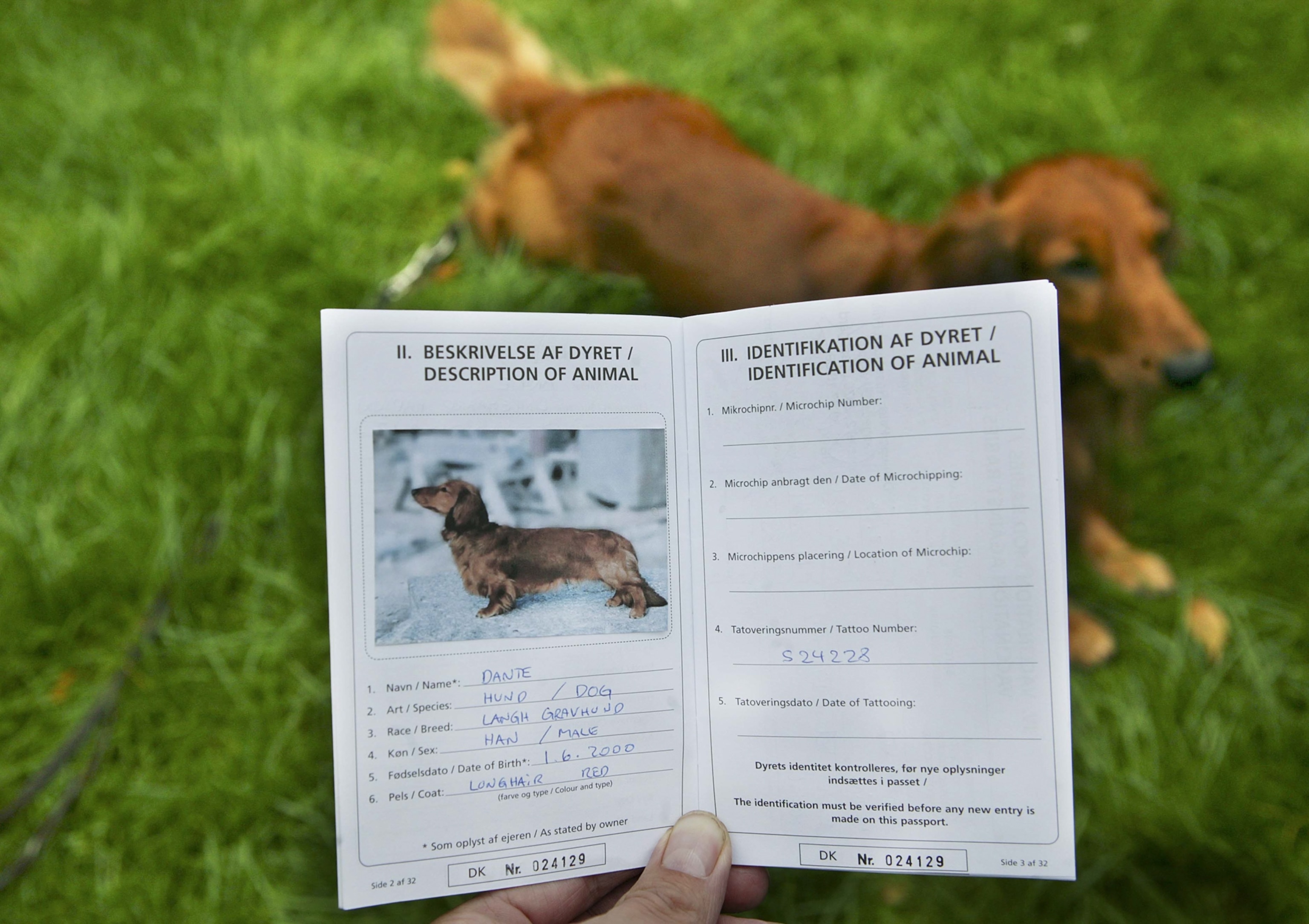The dachshund Dante with his new pet passport in Hellerup, north of Copenhagen, Denmark.