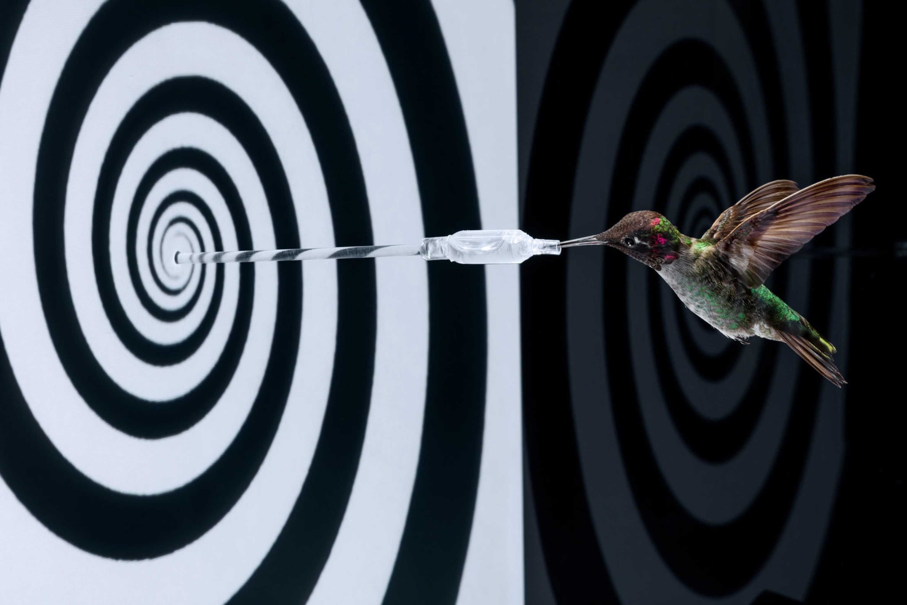 a hummingbird drinking from a straw that is attached to a wall with a black/white spiral