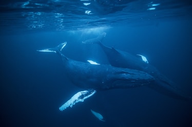 a humpback whale