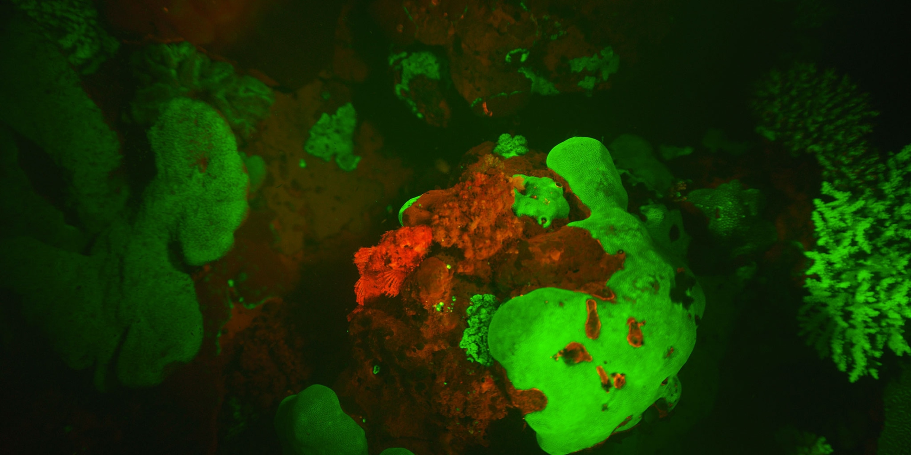 glowing coral