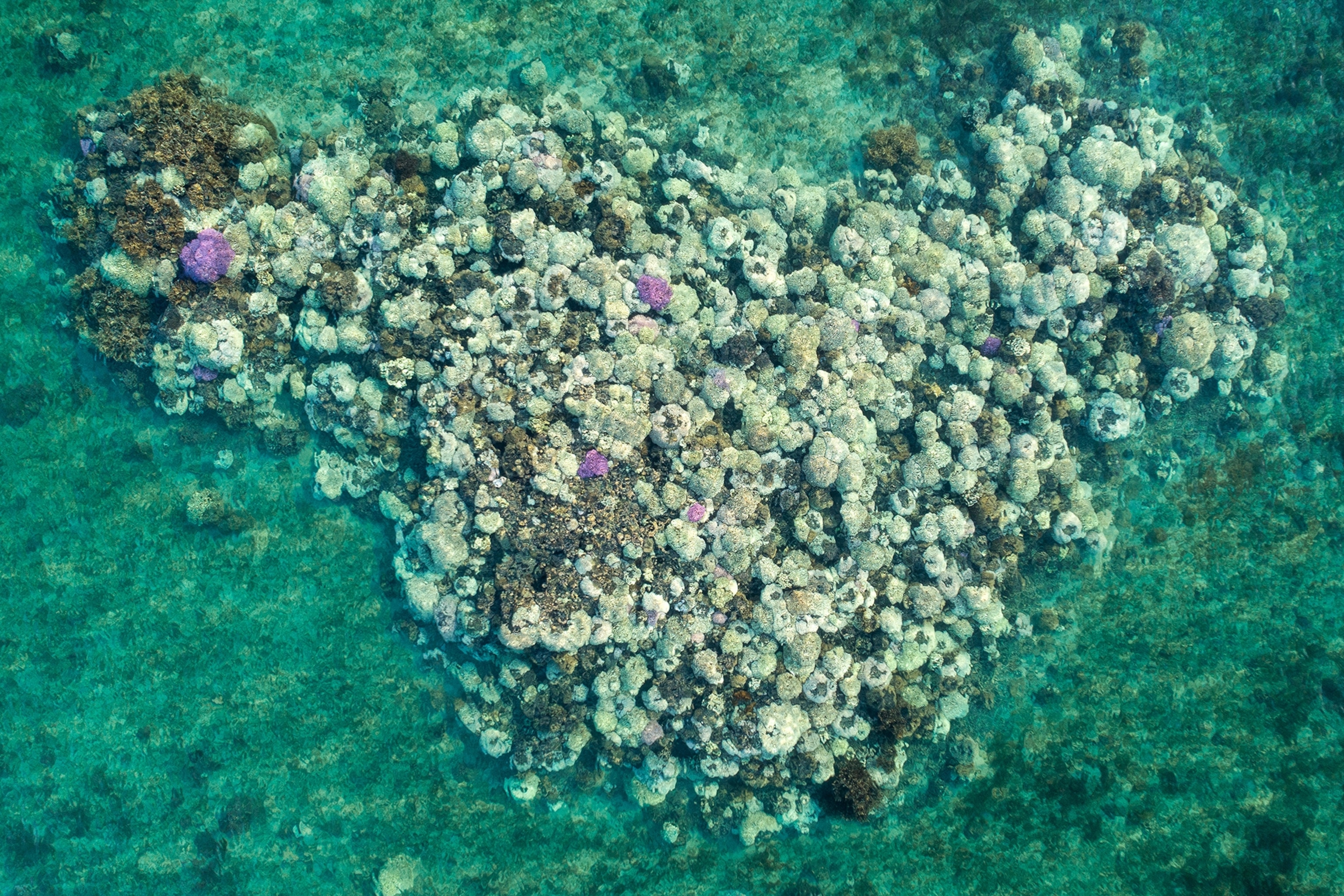 Aerial view of bleaching coral.