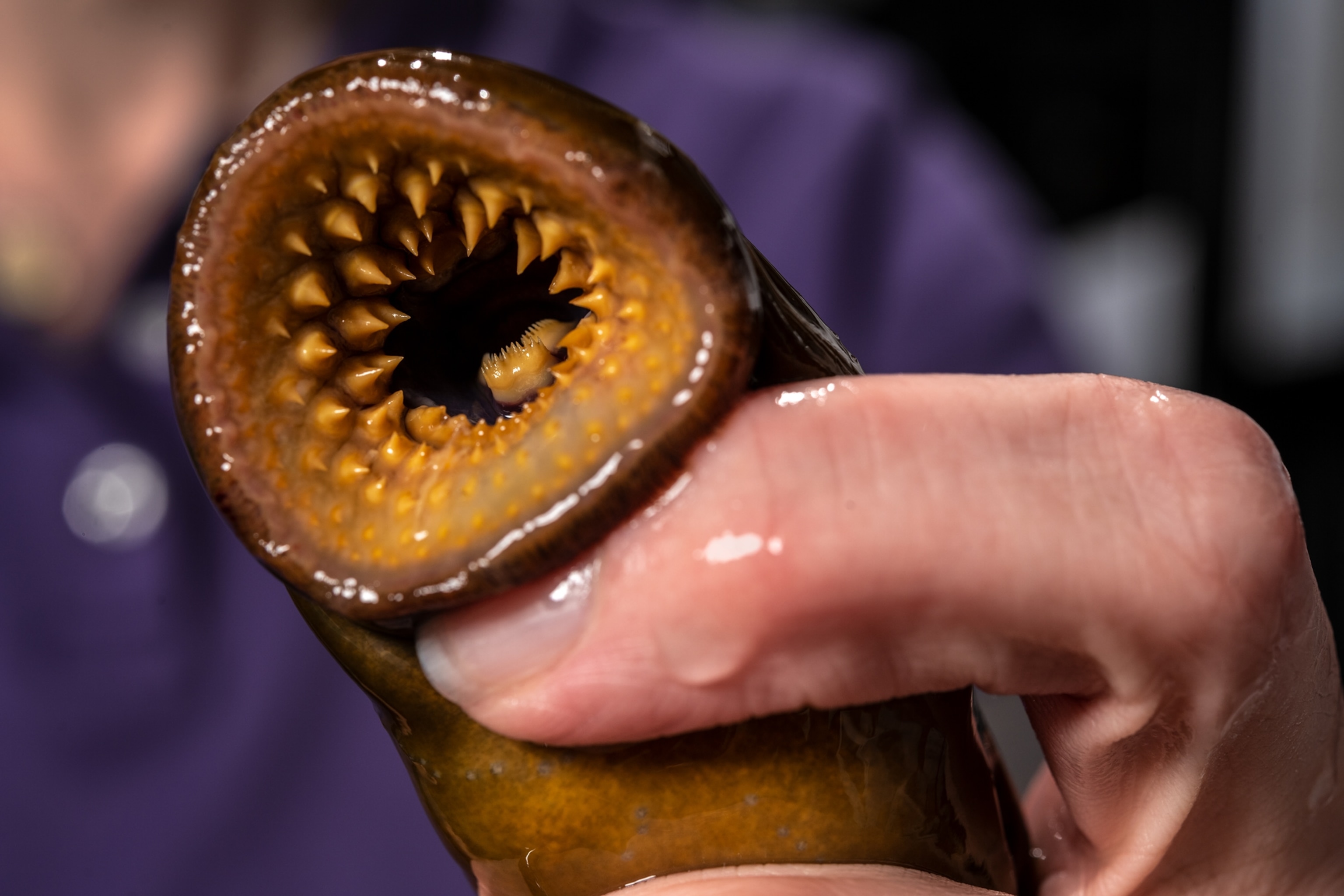 teeth in the mouth of a creature held by human hand.