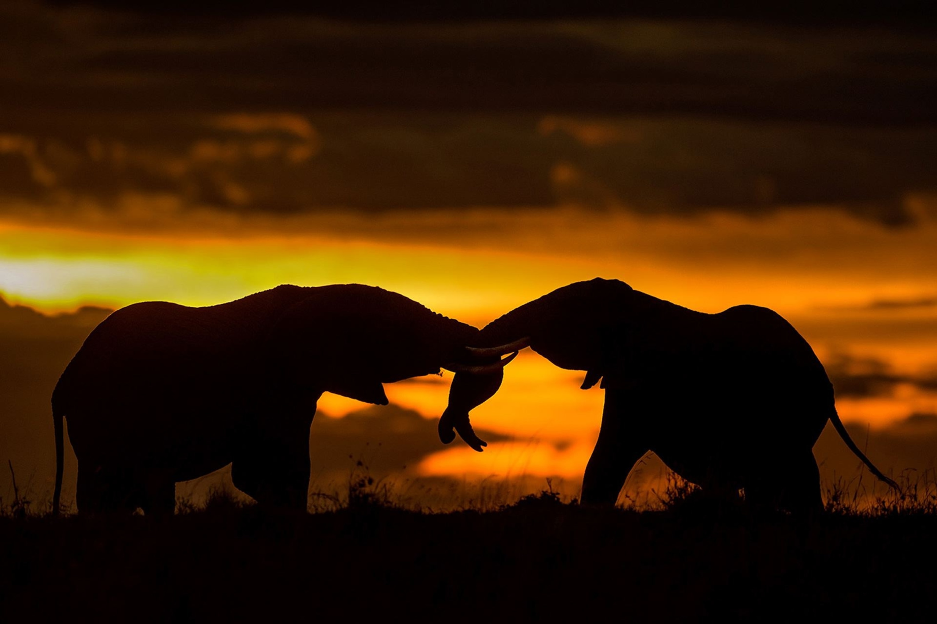 elephants playing at sunset, Masai Mara, Rift Valley, Kenya