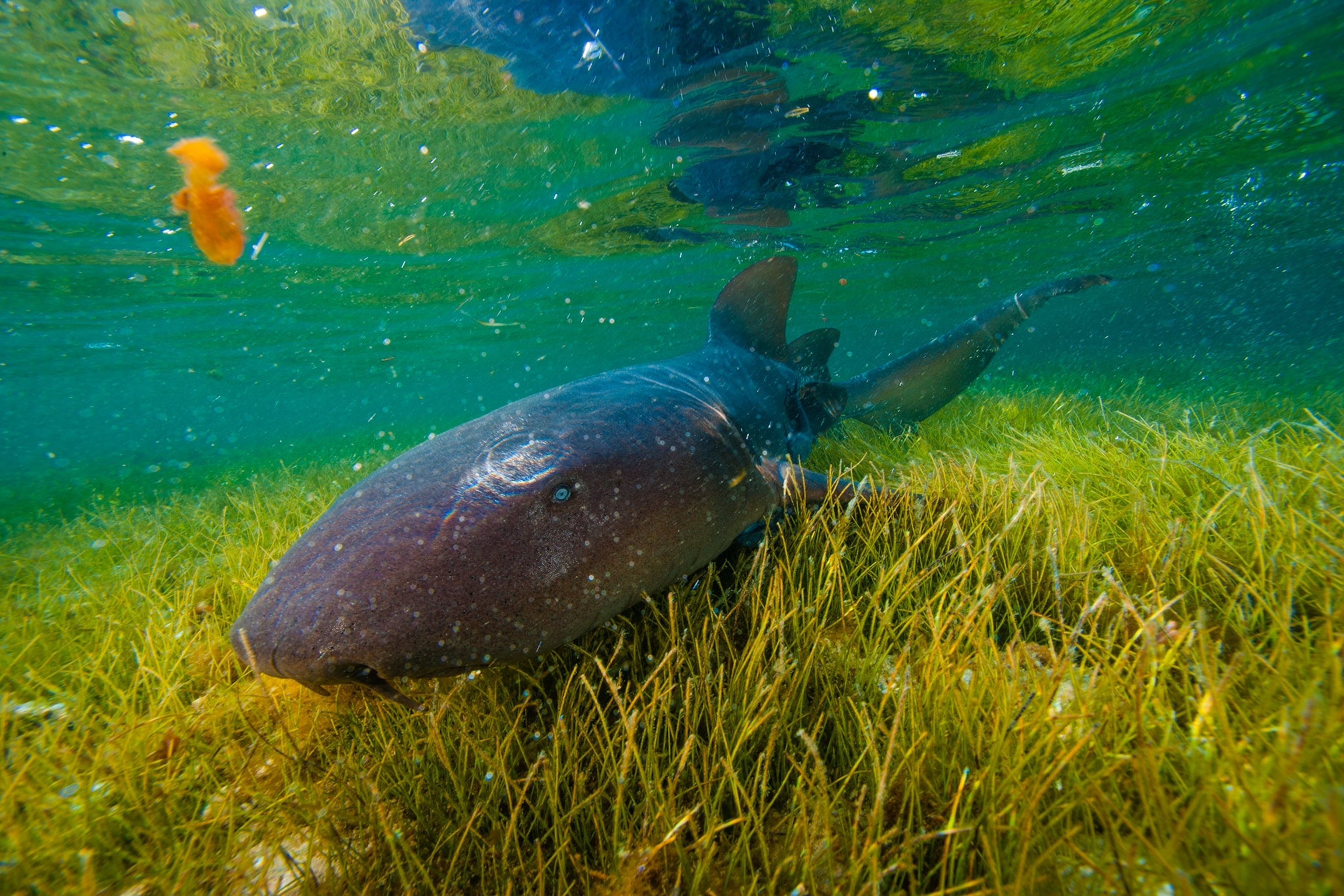 a nurse shark in Belize