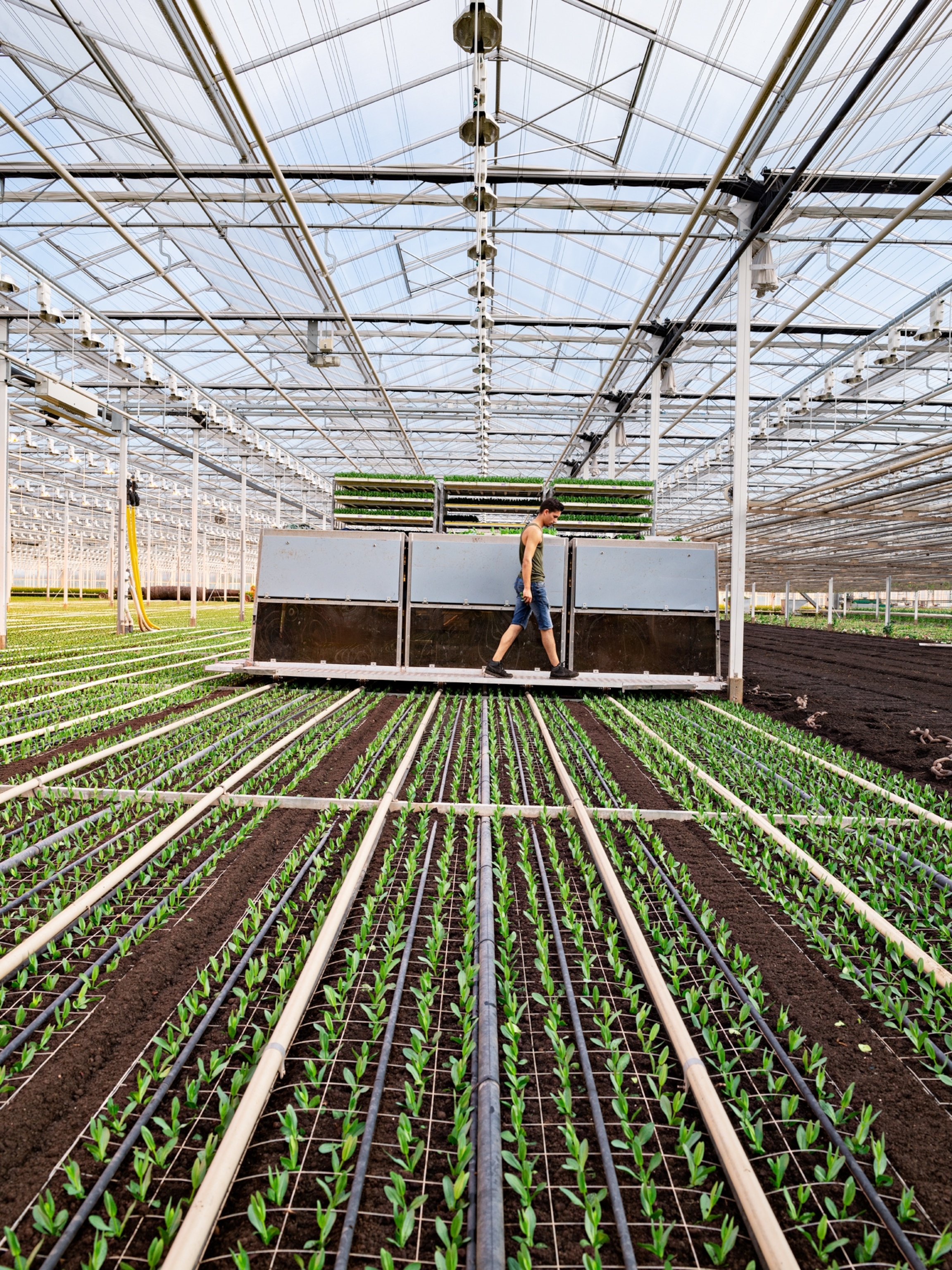 man on platform moving over rows of seedlings.