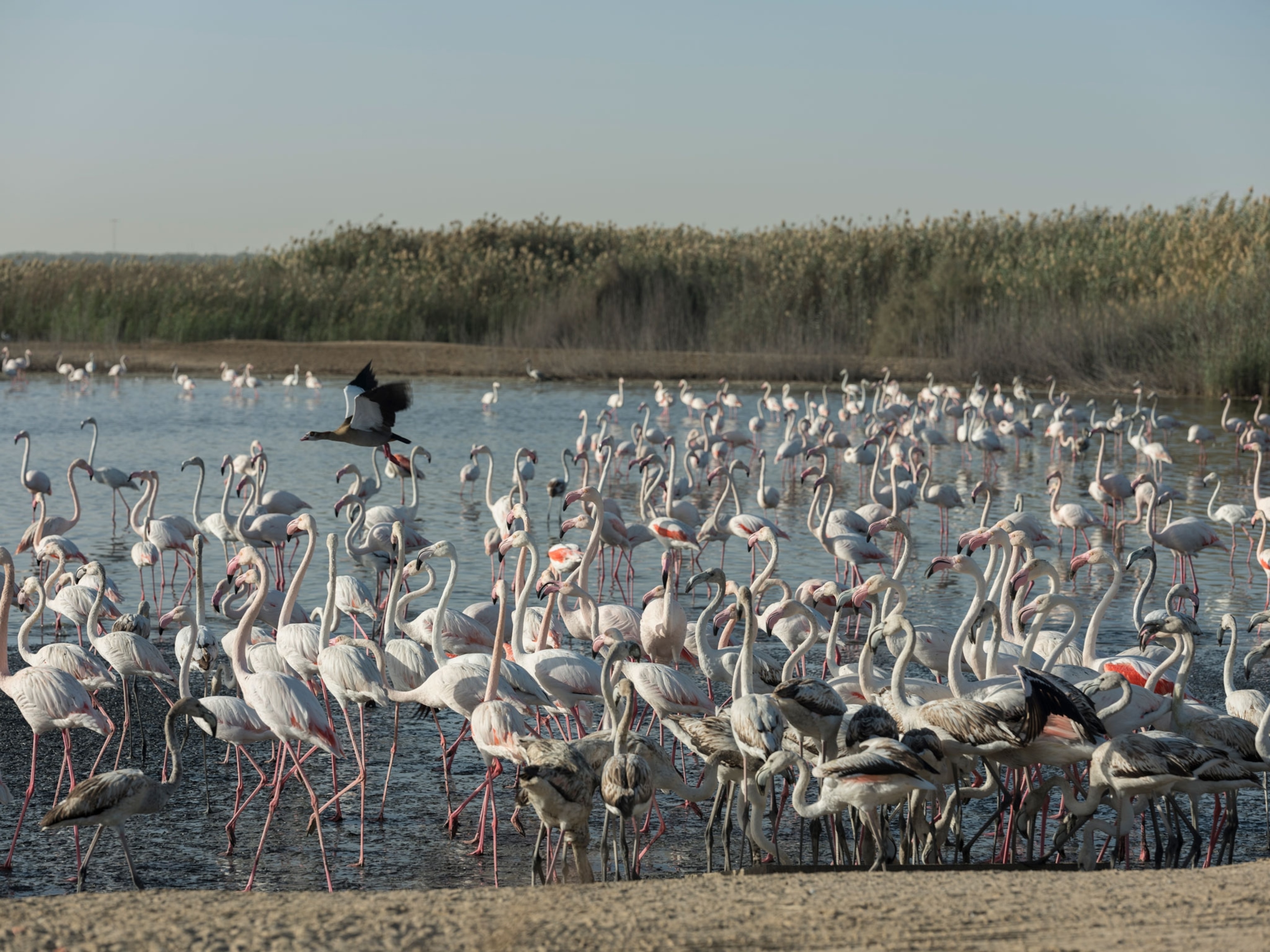 Greater flamingos at the Al Wathba Wetland Reserve.