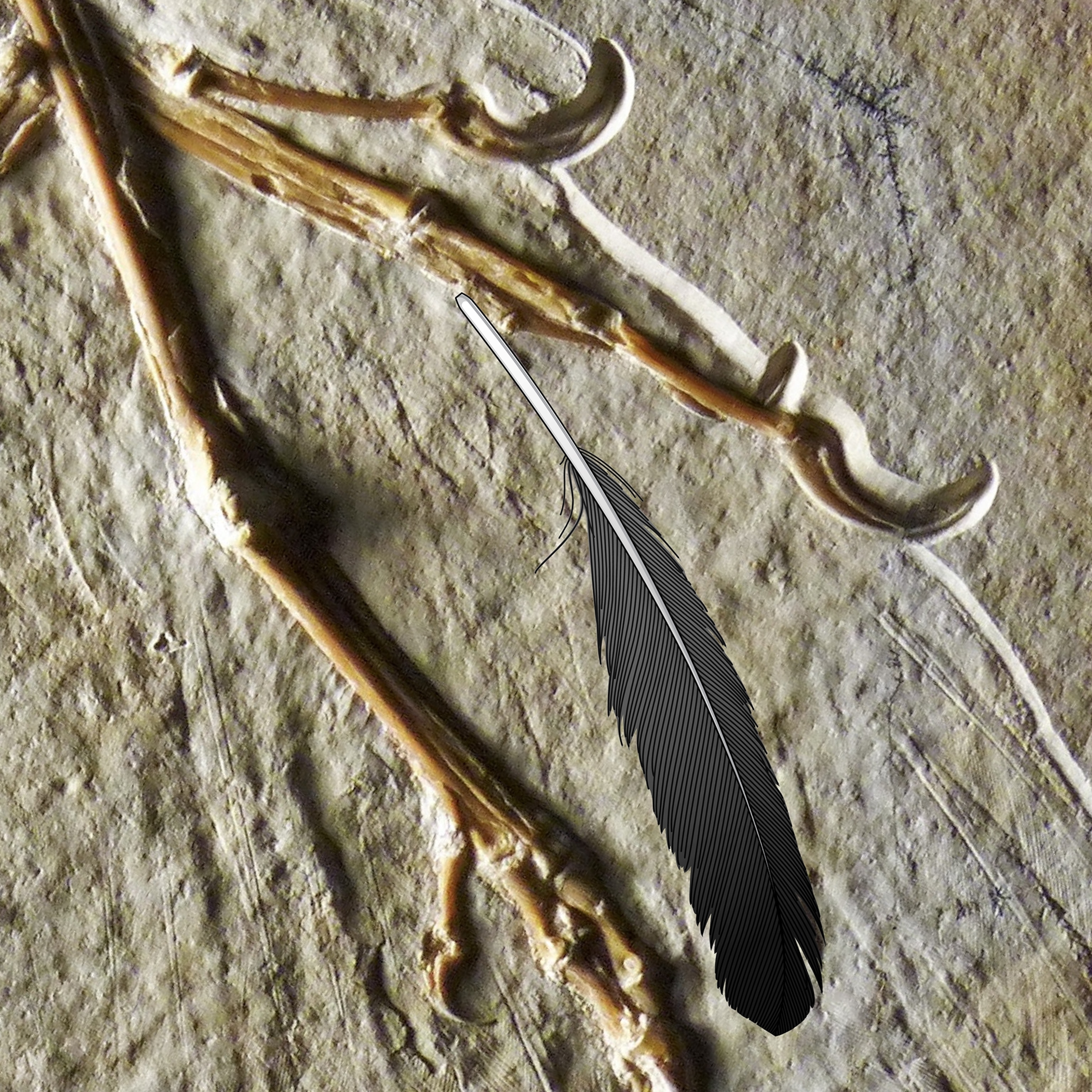fossil and feather
