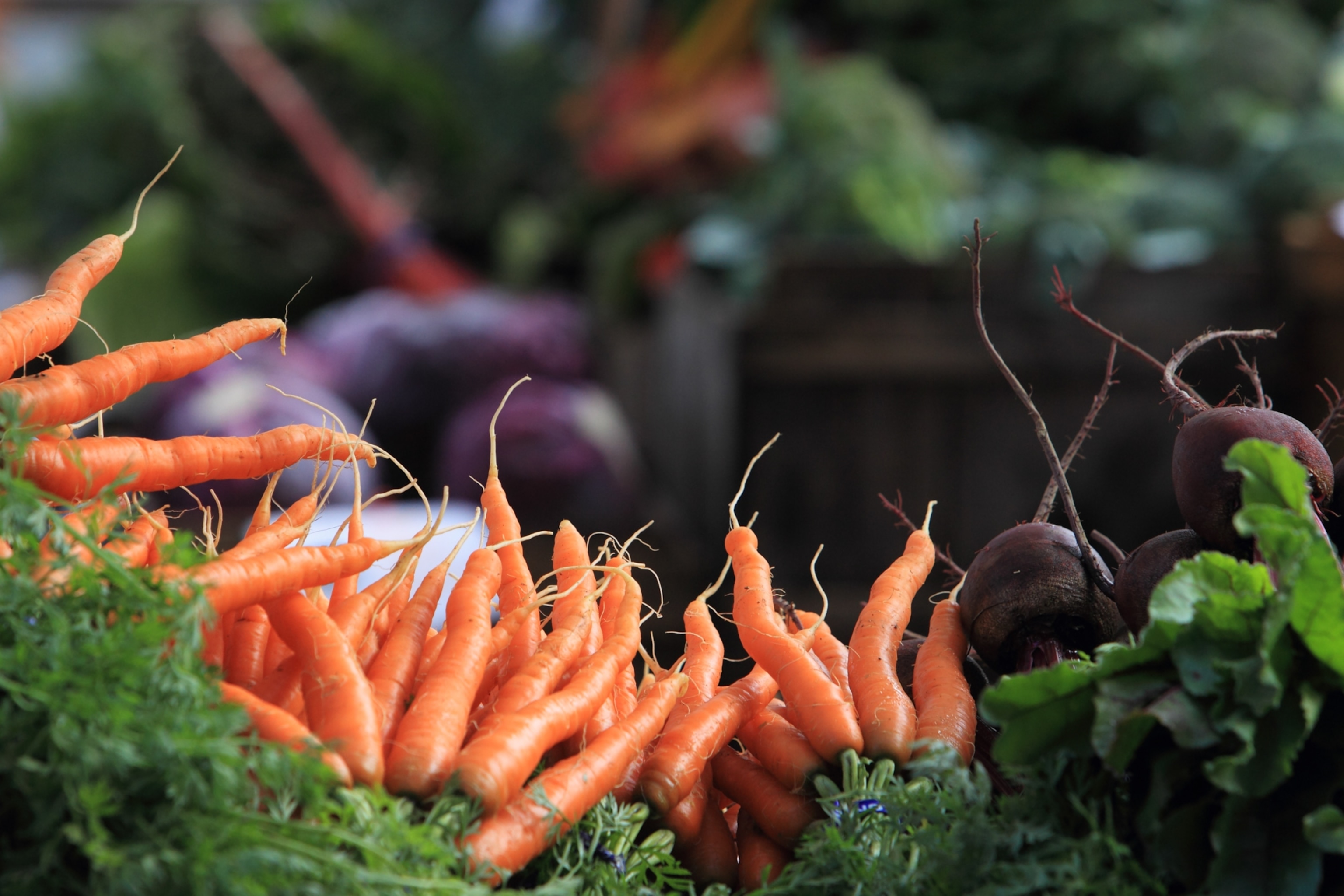 Colorful organically grown vegetables displayed for sale at the Maine Organic Farmers' Market.