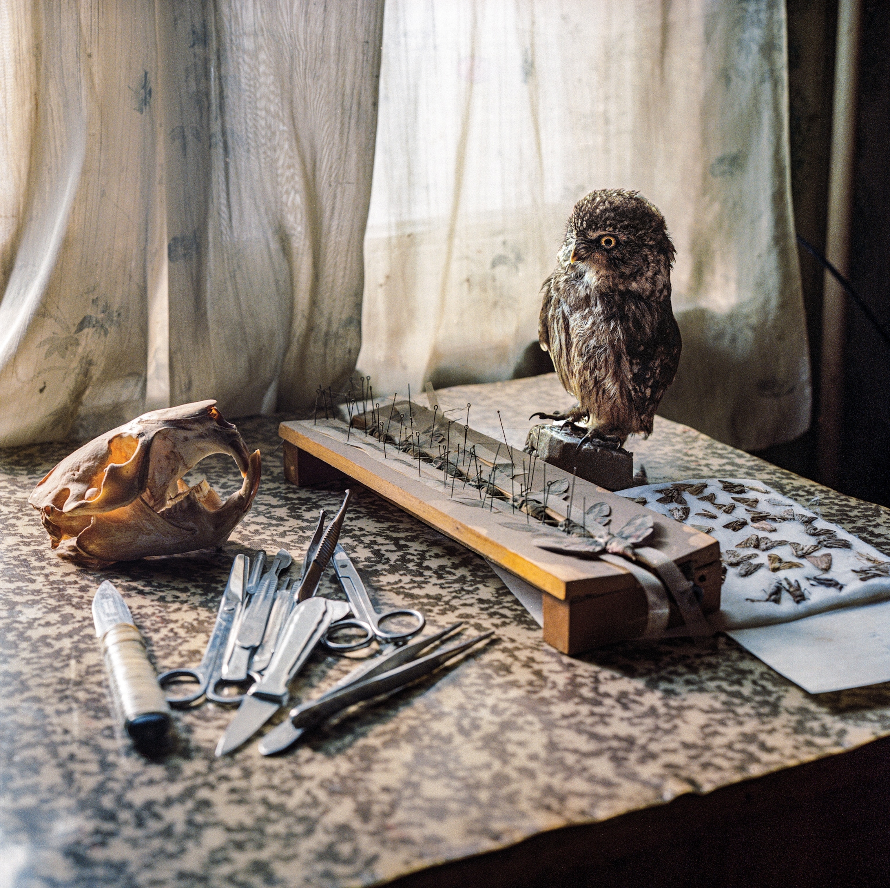 Various taxidermy tools sit on a table next to an taxidermy owl.