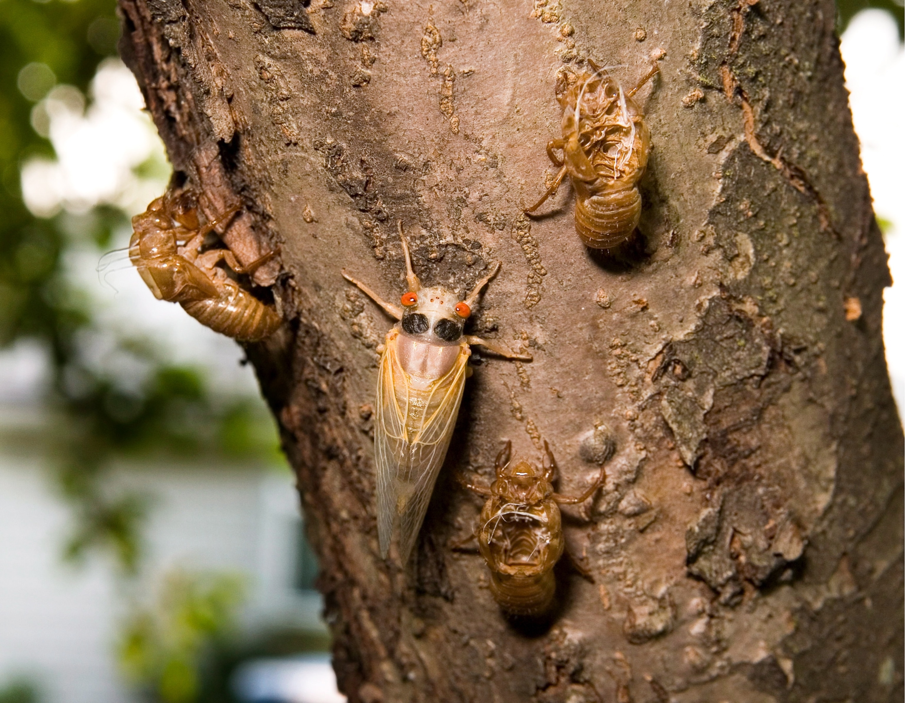 Cicadas on a tree.