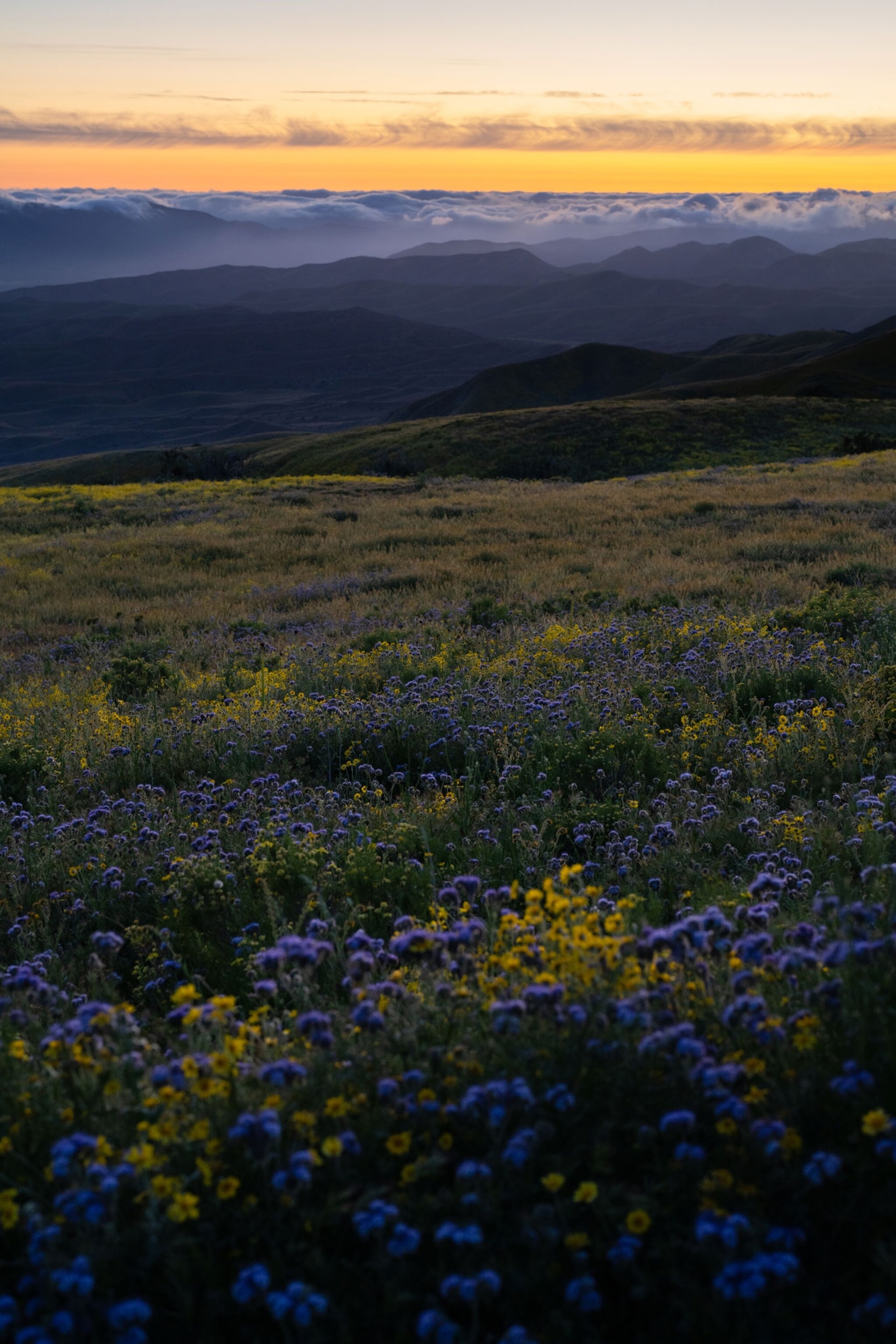 purple phacelias on caliente ridge at sunset