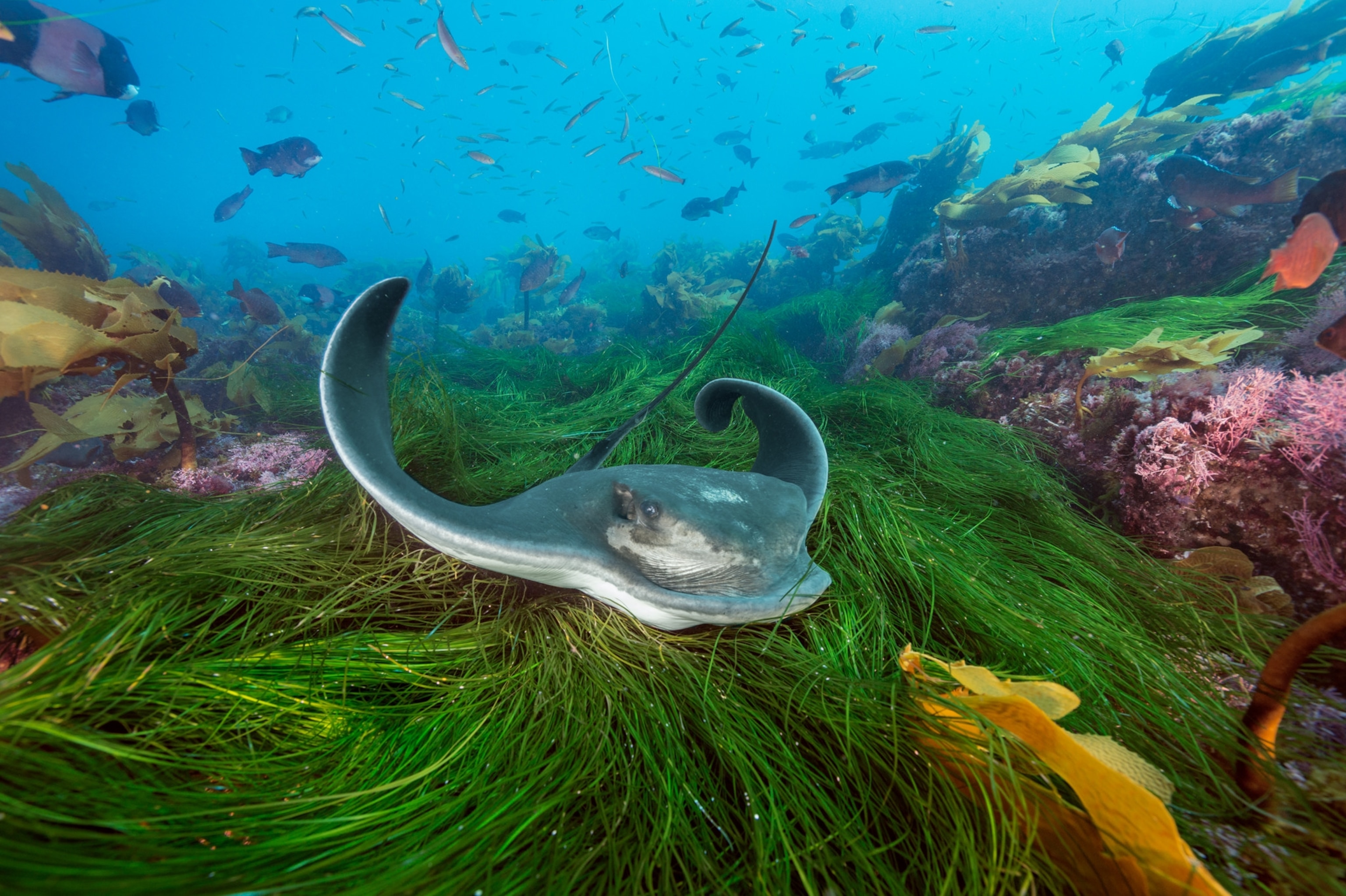 a bat ray in a garden of surfgrass and golden kelp at Cortes Bank