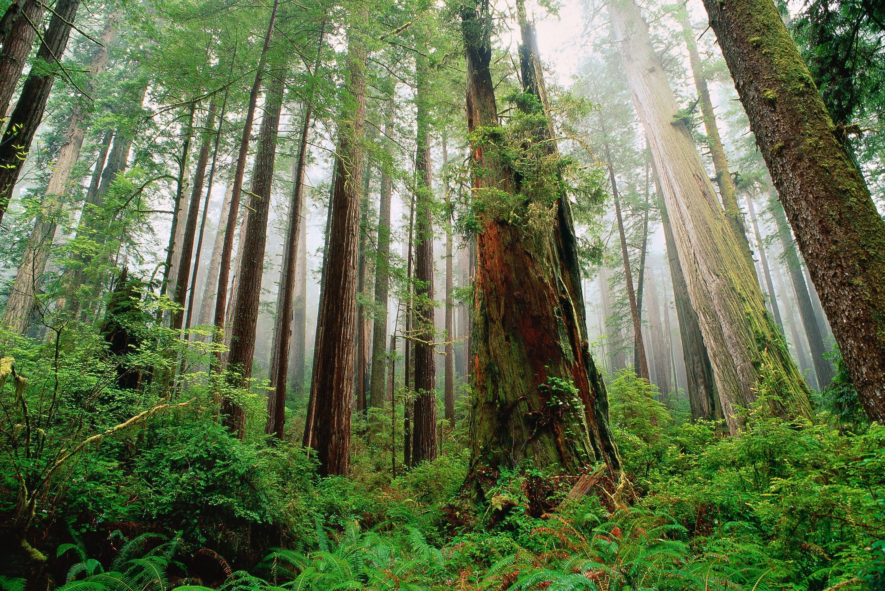 Prairie Creek Redwoods State Park, California