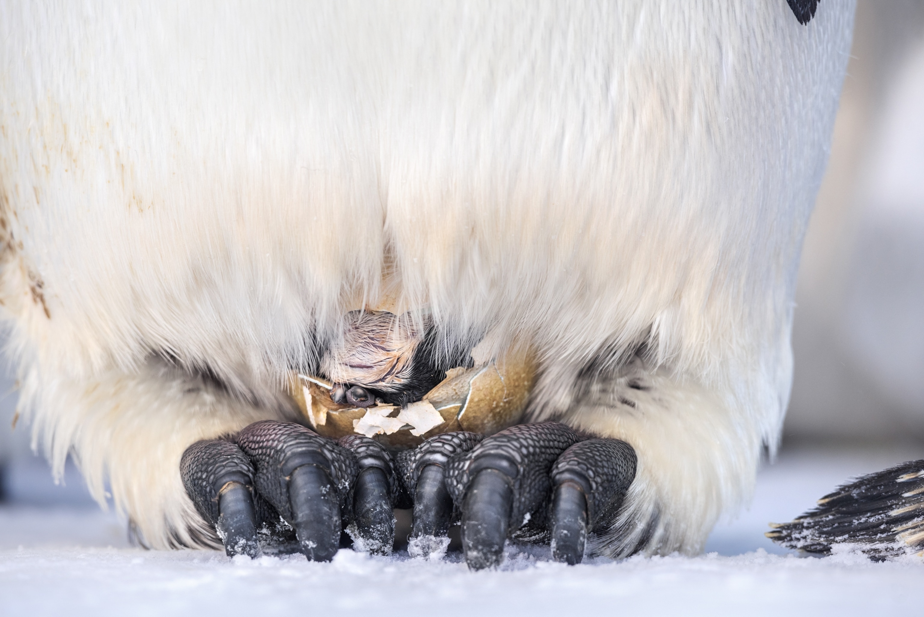 hatching baby from under father's belly.