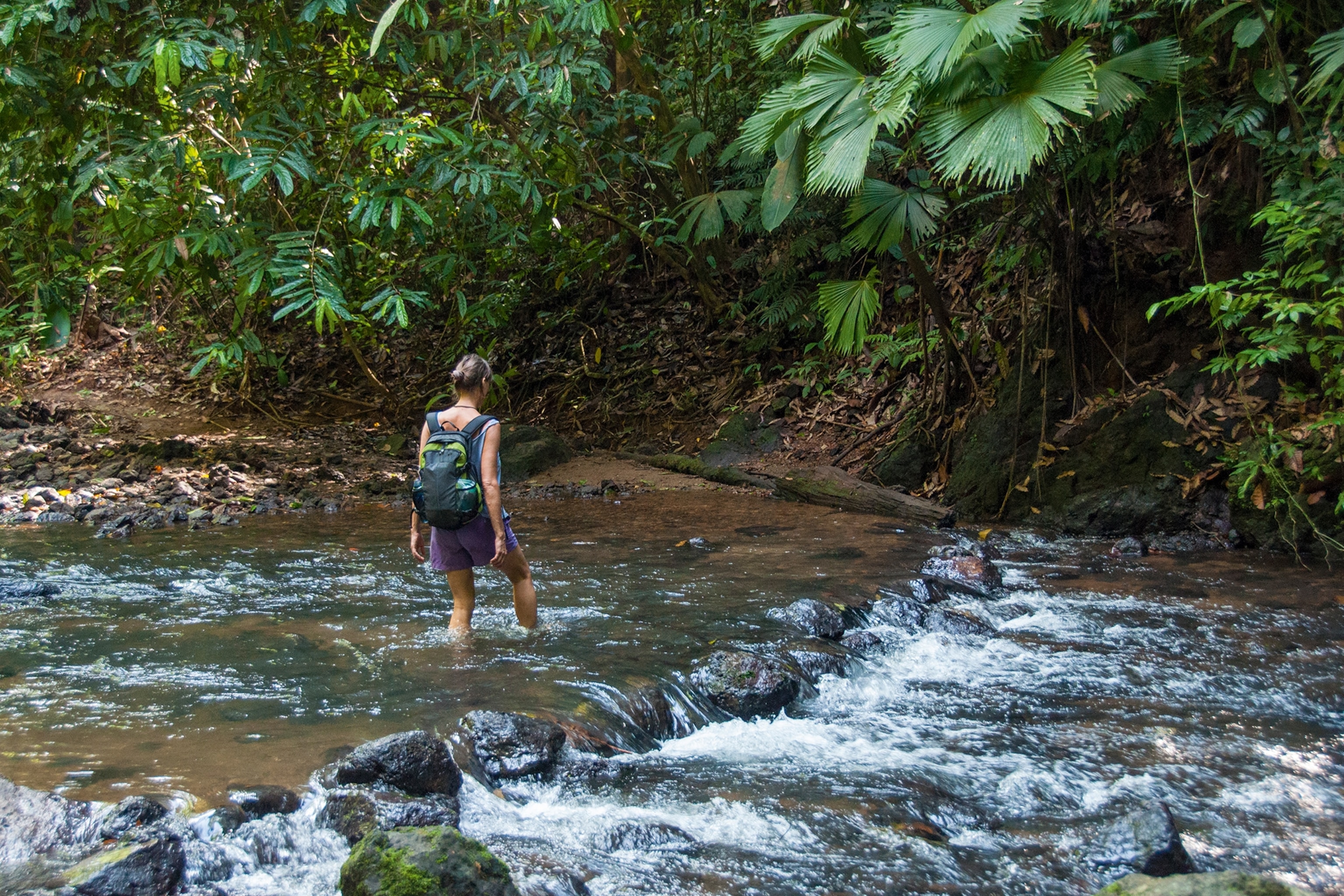A traveller wearing shorts and a backpack is crossing a stream in knee-deep water. in Corcovado National Park
