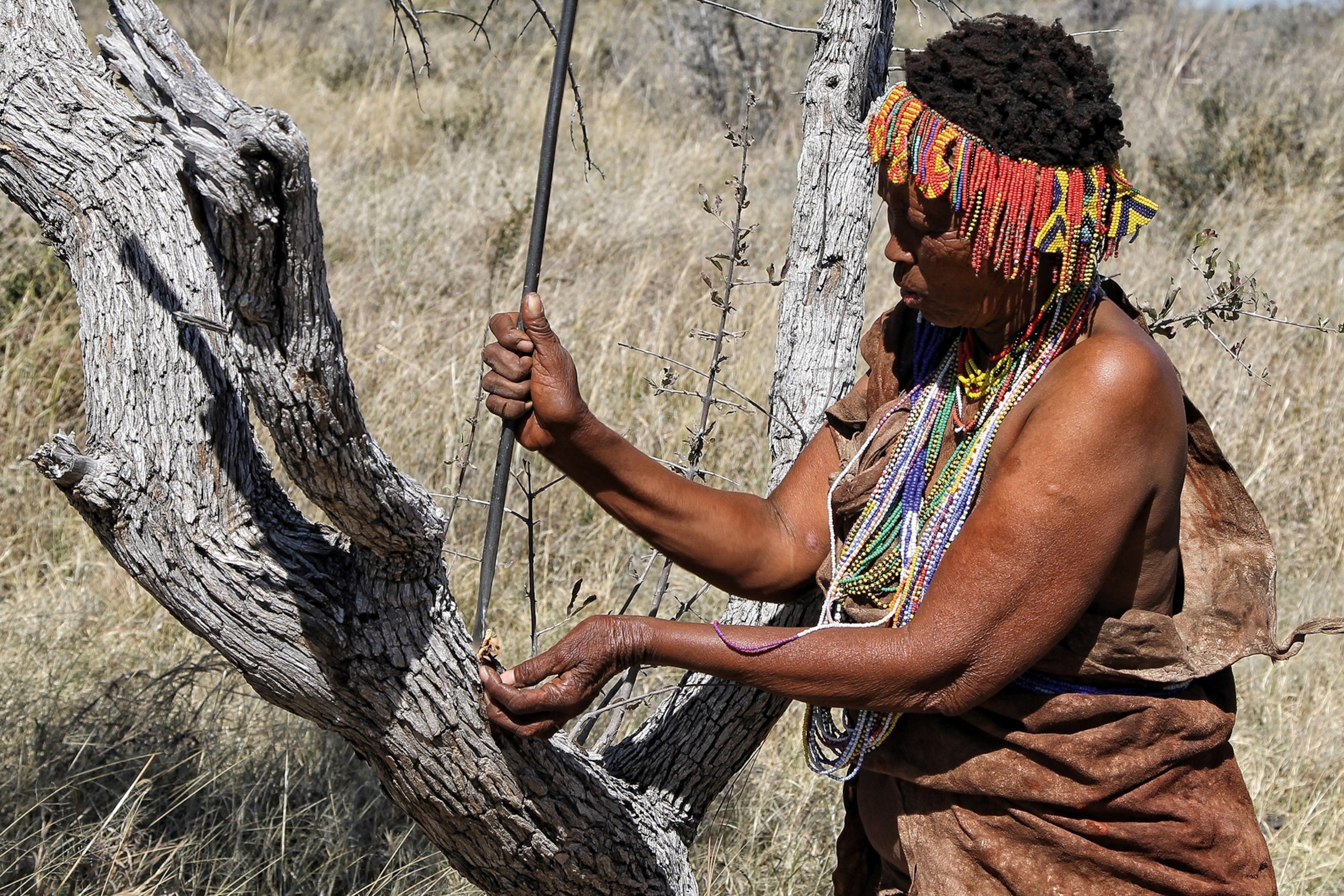 Woman wearing a beaded headpiece and beaded necklaces hacks at a tree bark with an implement
