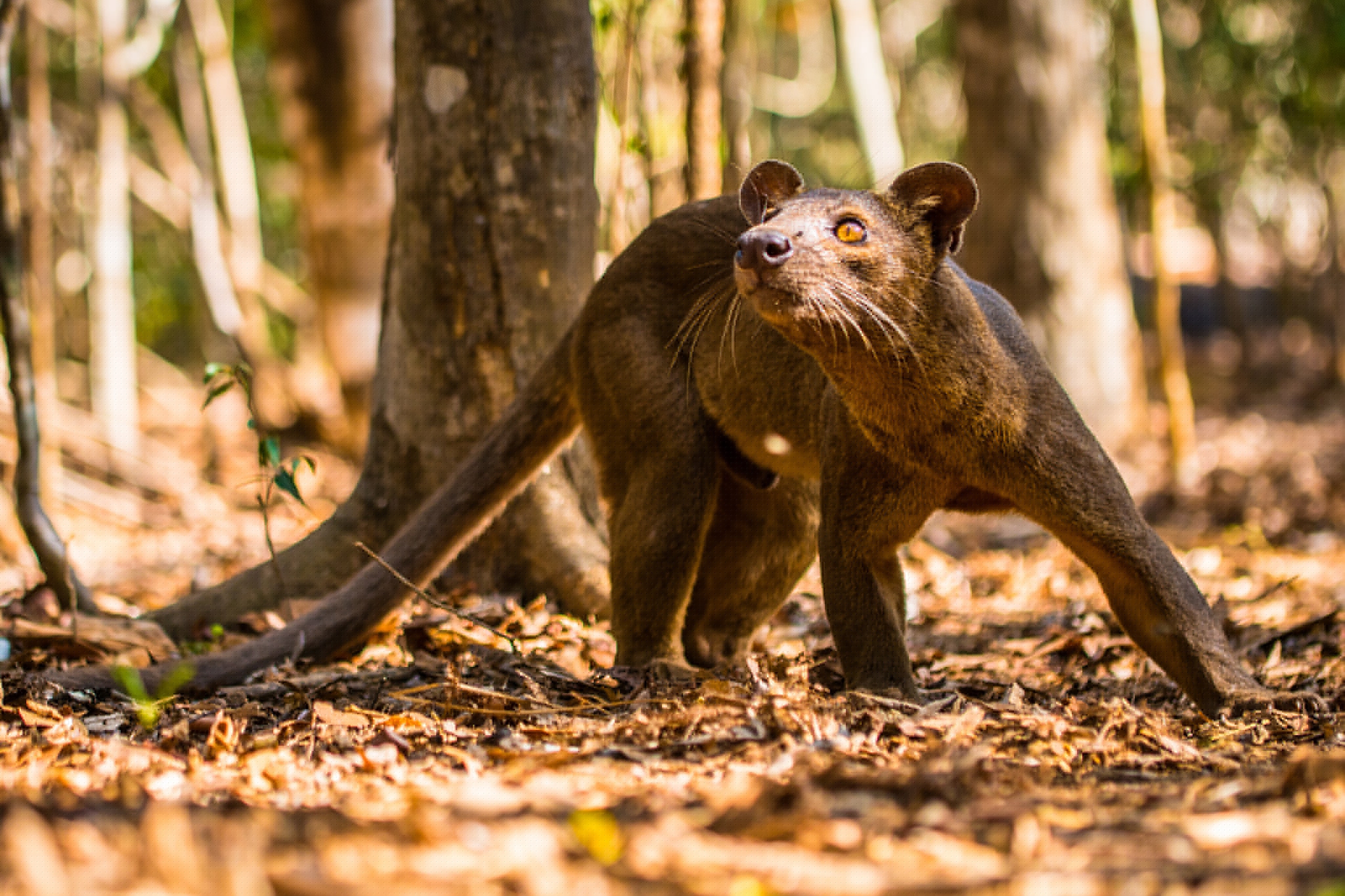 Brown fur the muscular arms are locked as the animal turns and looks to the trees.