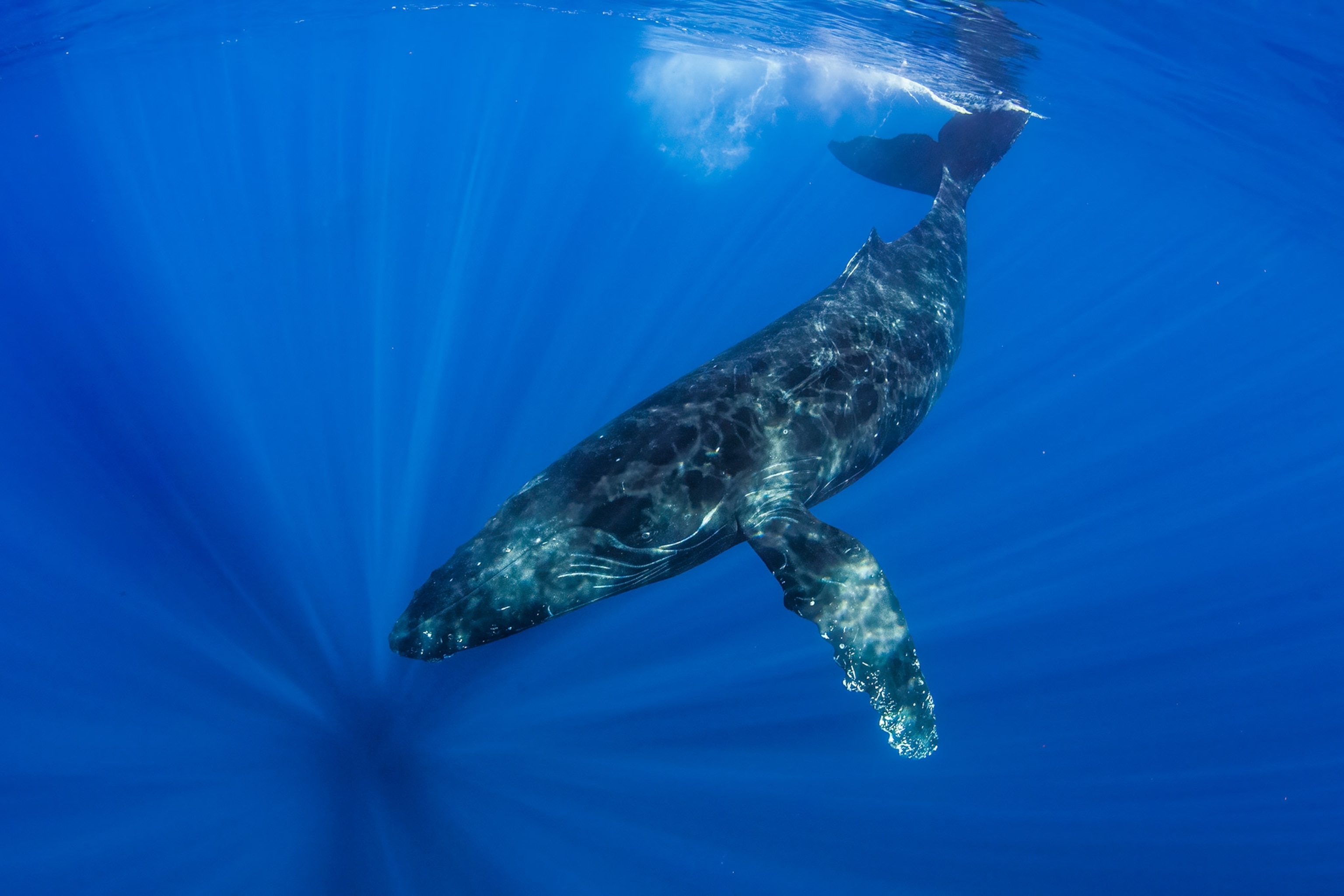 Whale swims with light breaking through and illuminating it's body from the surface.
