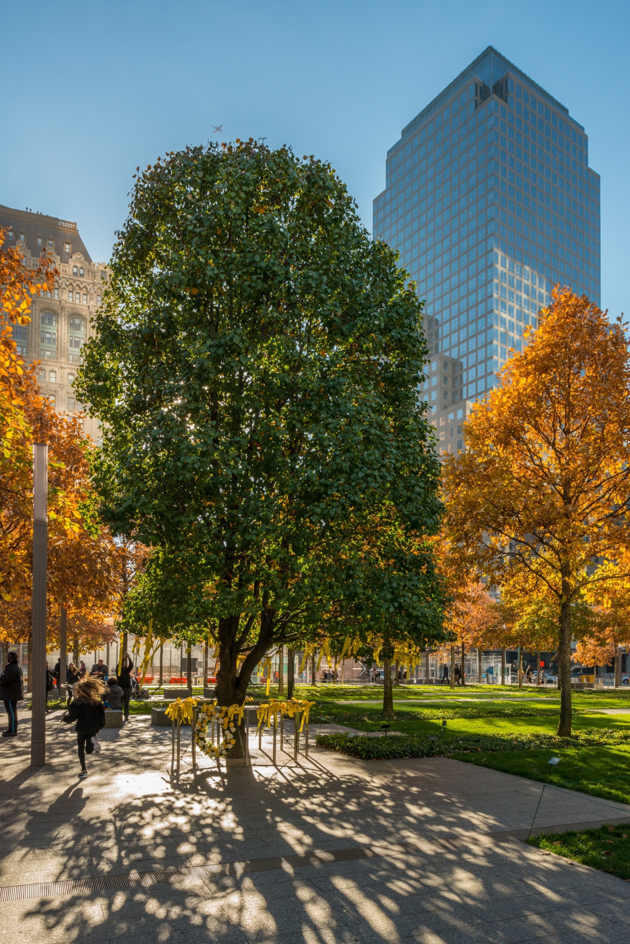 pear tree in fall in New York with green leaves and other trees behind with orange leaves
