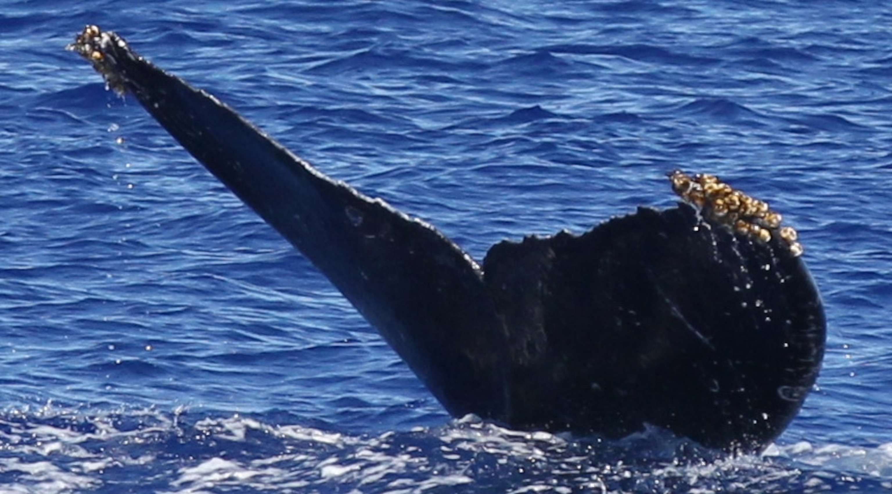 Whale tale breaching water.