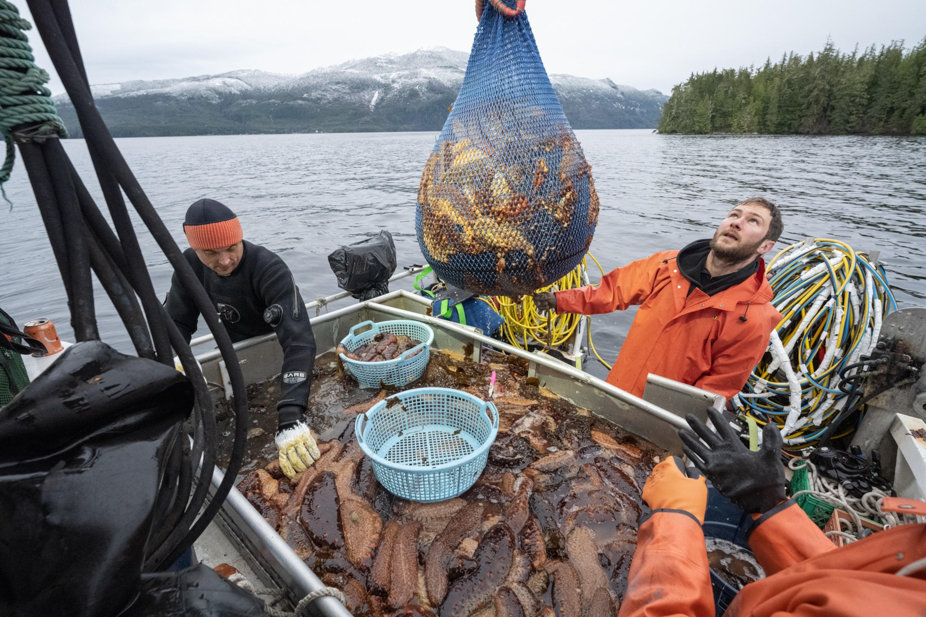 Picture of people on a boat about to dump a net full of sea cucumbers onto the table.