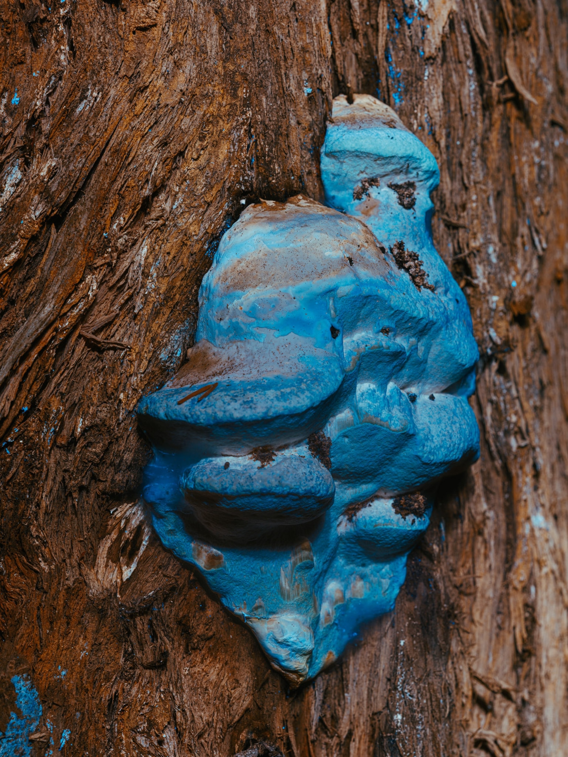 A mushroom appears blue as it's photographed with UV light.