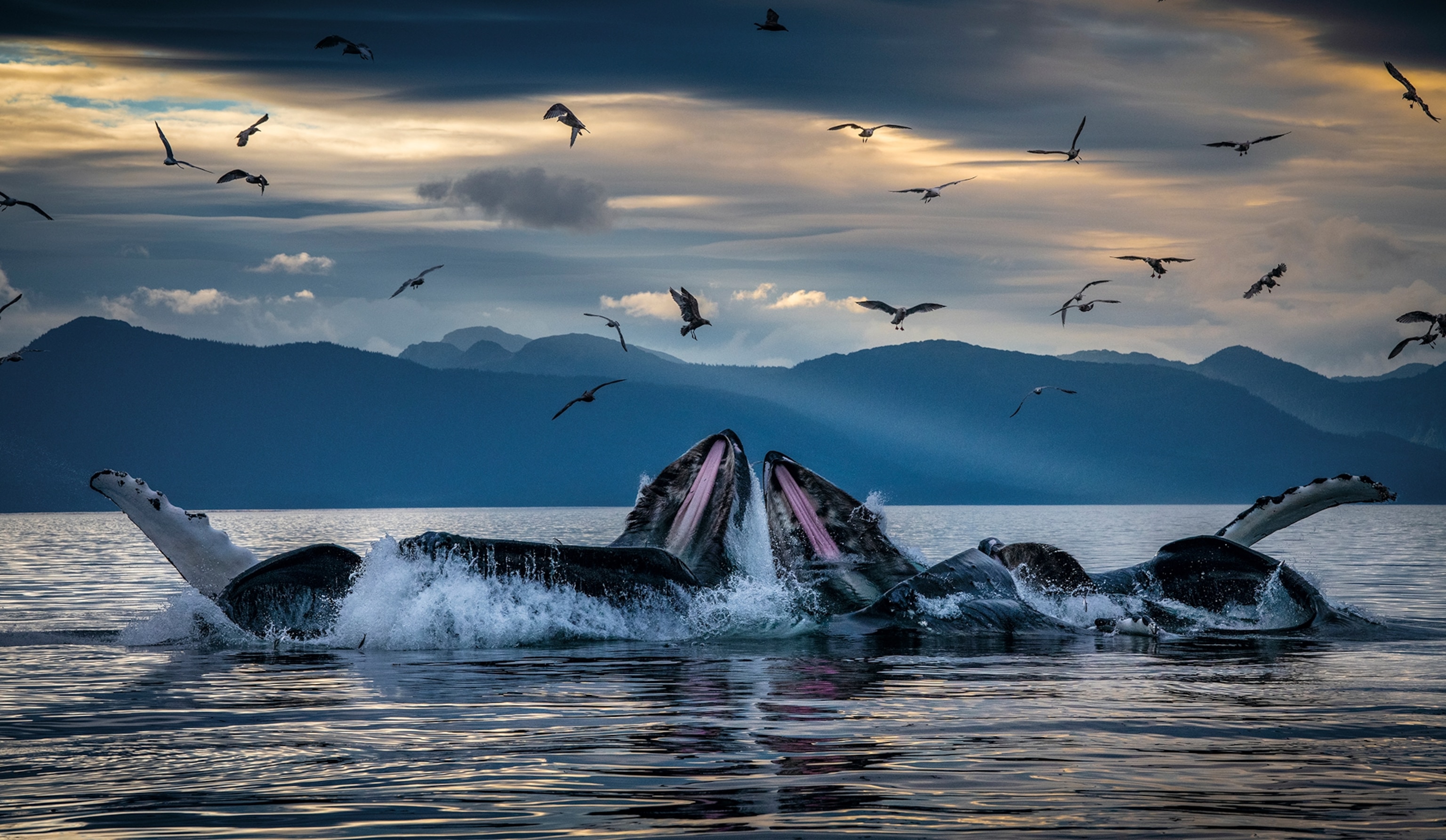 A group of whales breaching the water with warm blue grey hues.
