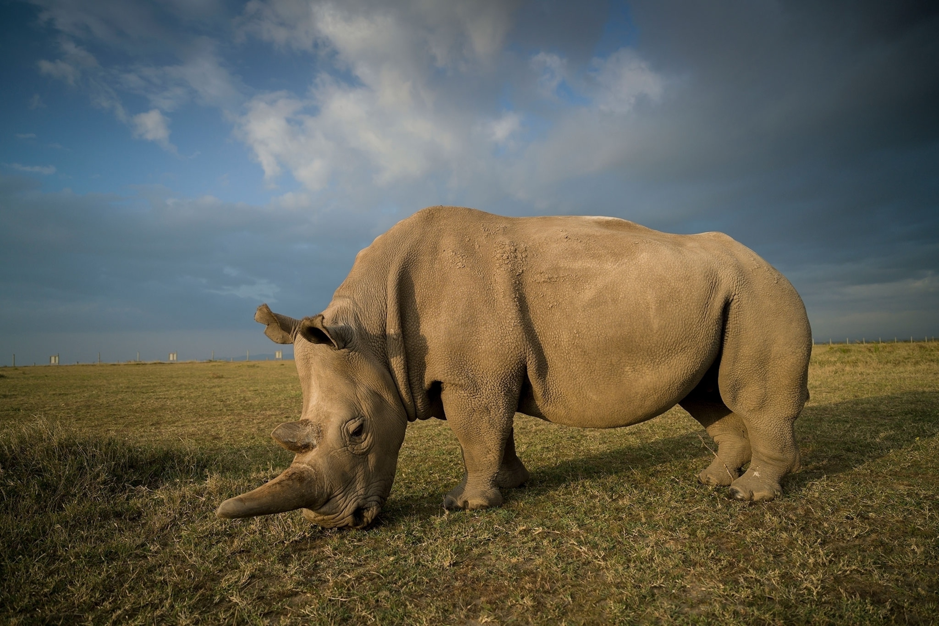 Najin, one of the last two remaining northern white rhinos