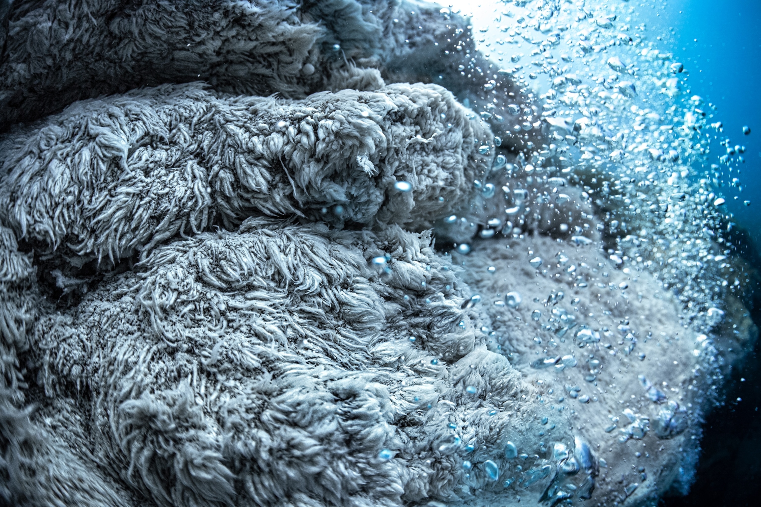 Fur-like colony of anaerobic bacteria.