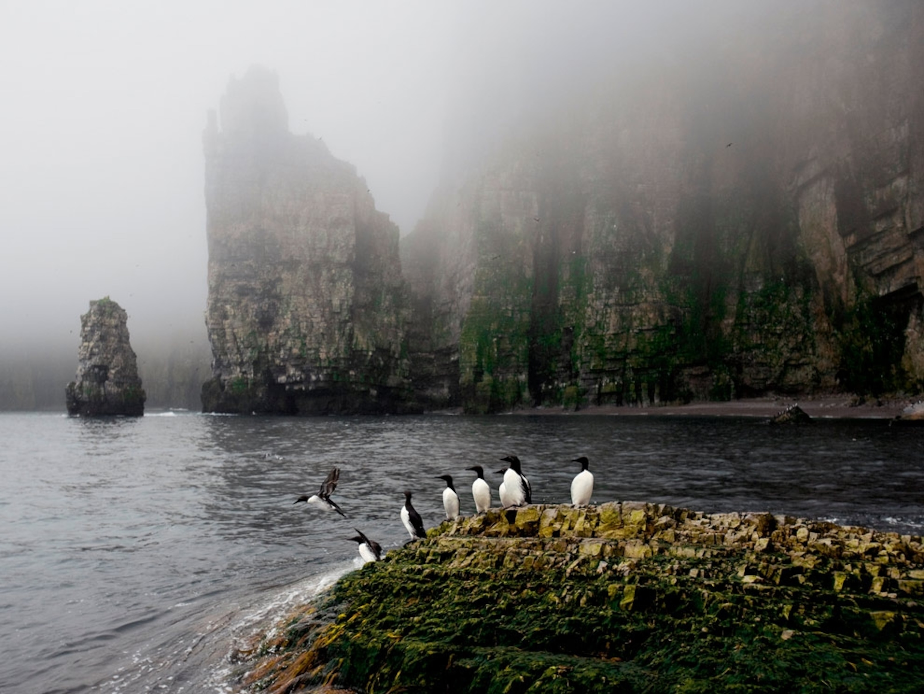 Birds on shore