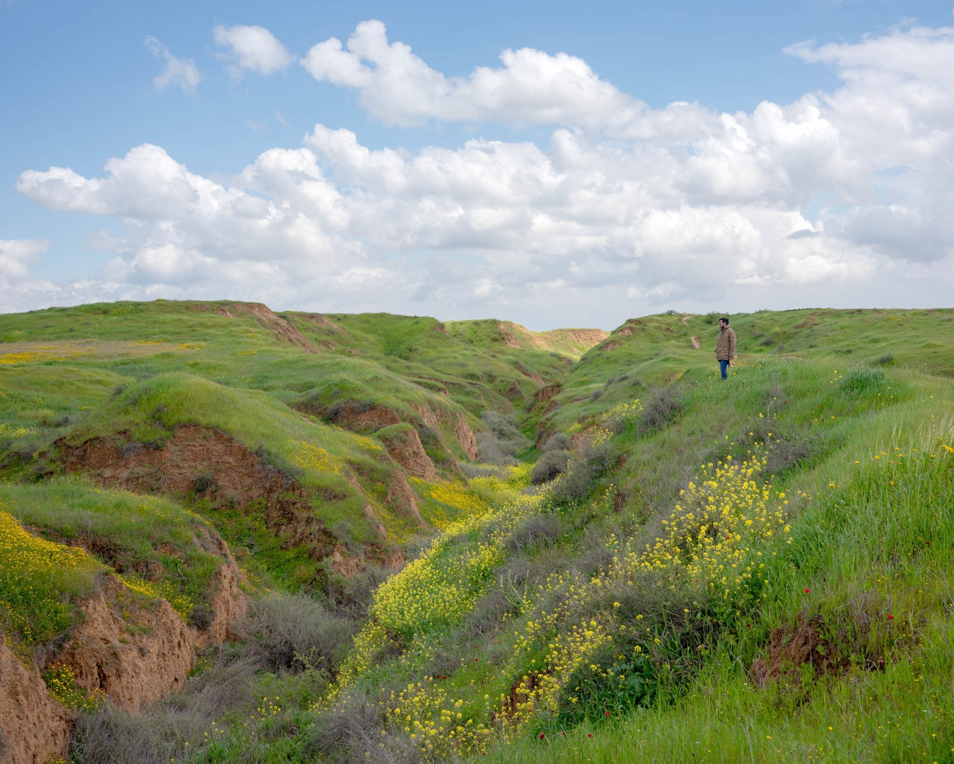 a lush green and yellow carpet of flowers and grass after a desert rain