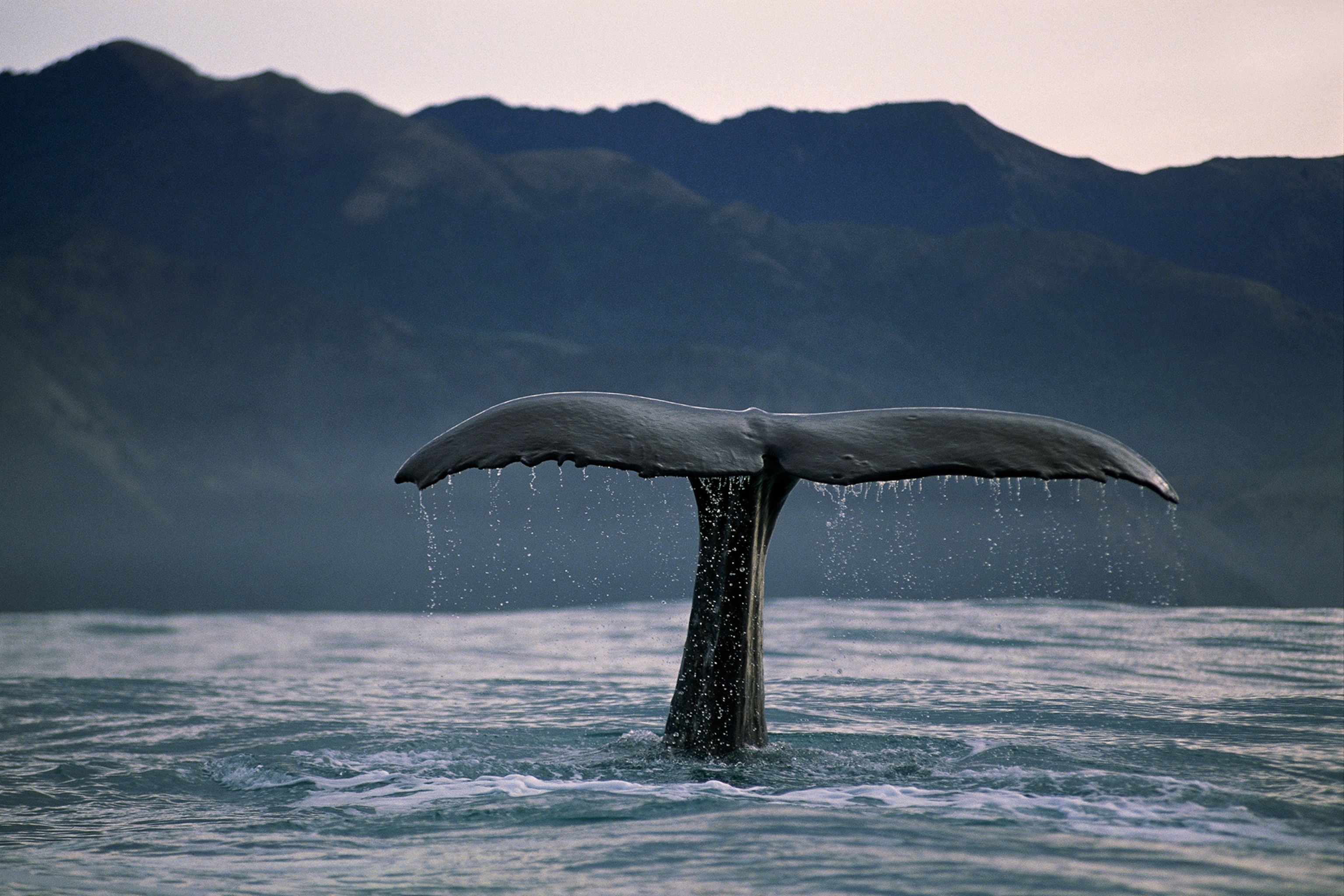 a sperm whale diving