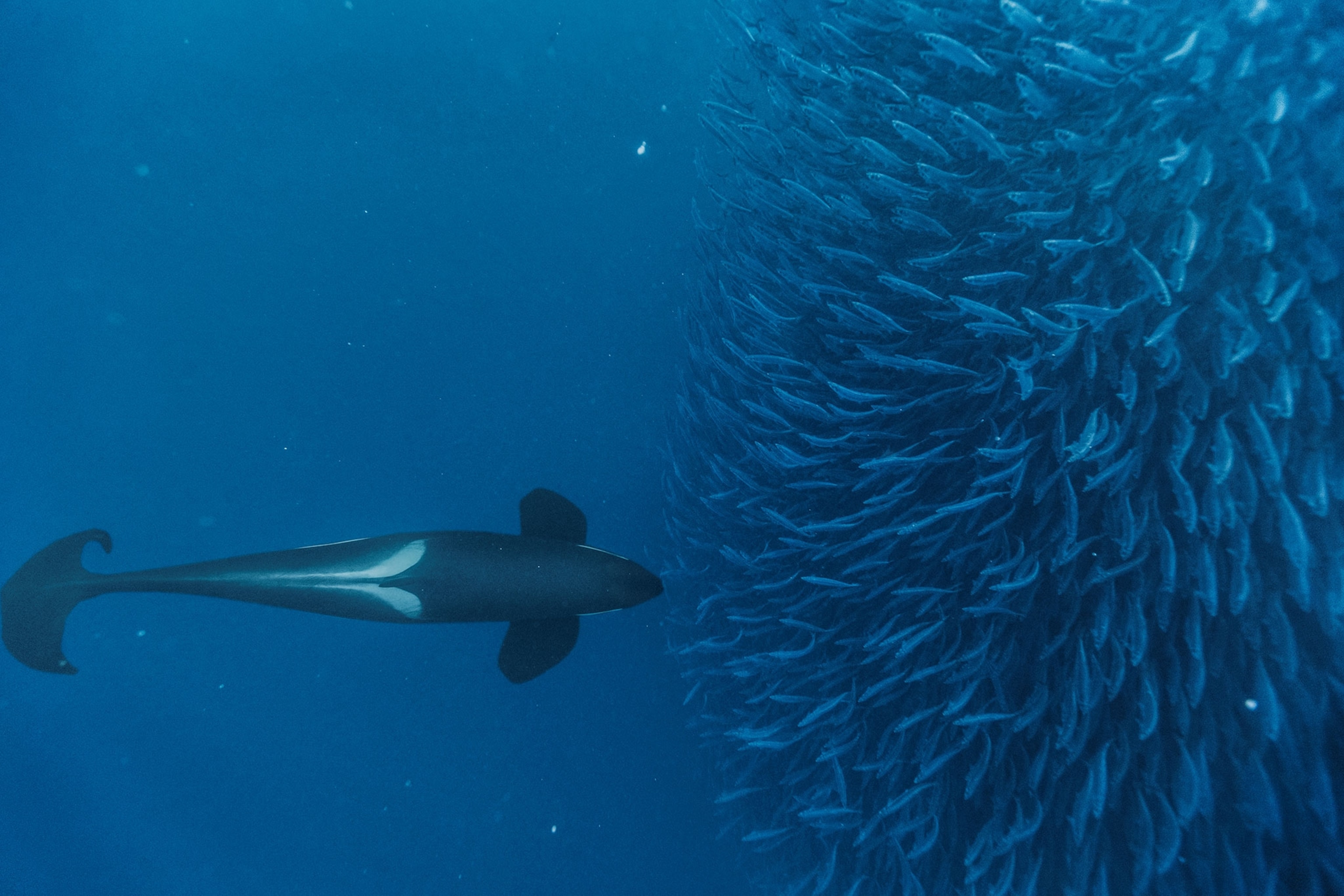orca