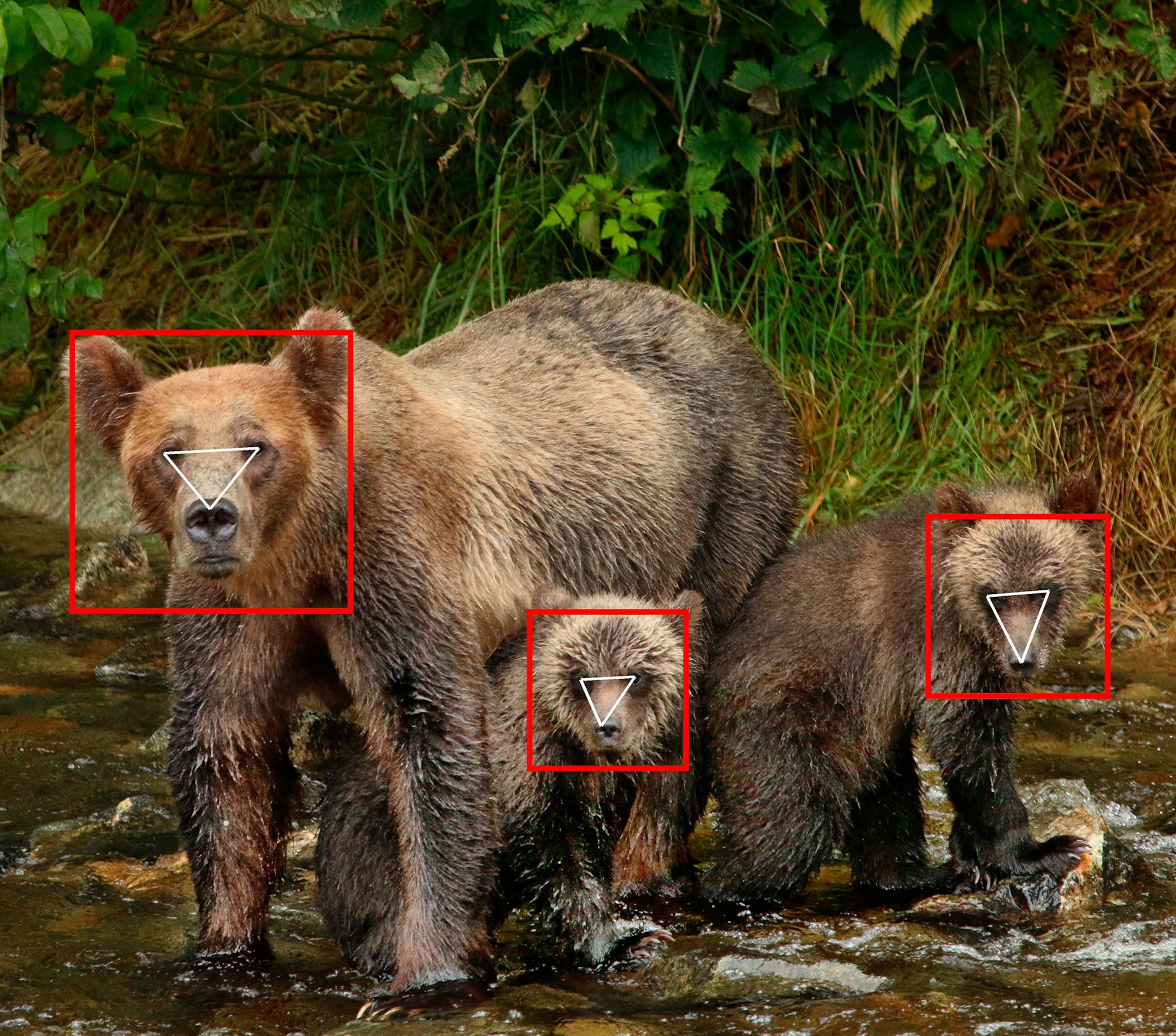 Picture of mother bear and two cubs with red frames around faces.